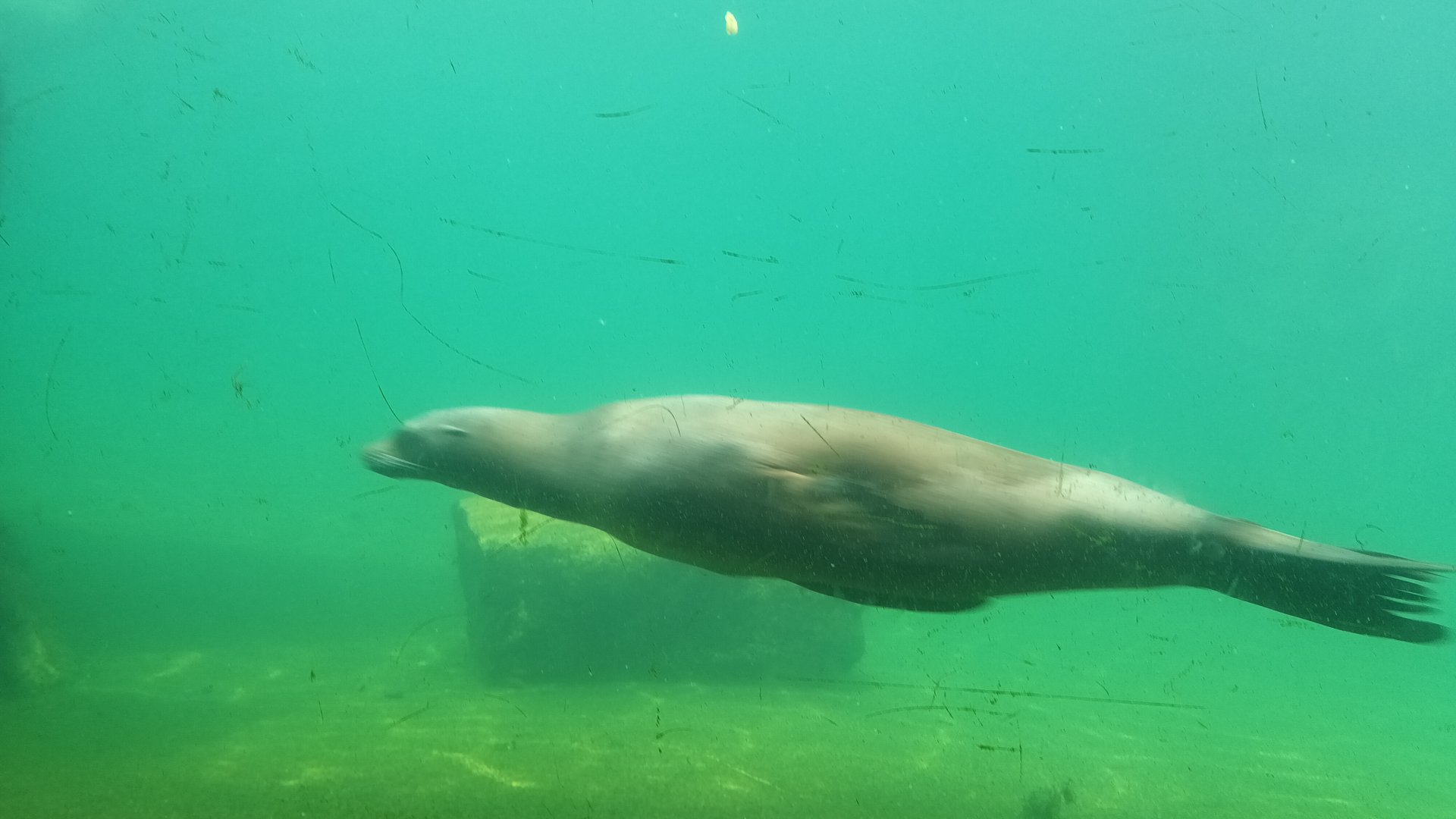Diving California Sea Lion