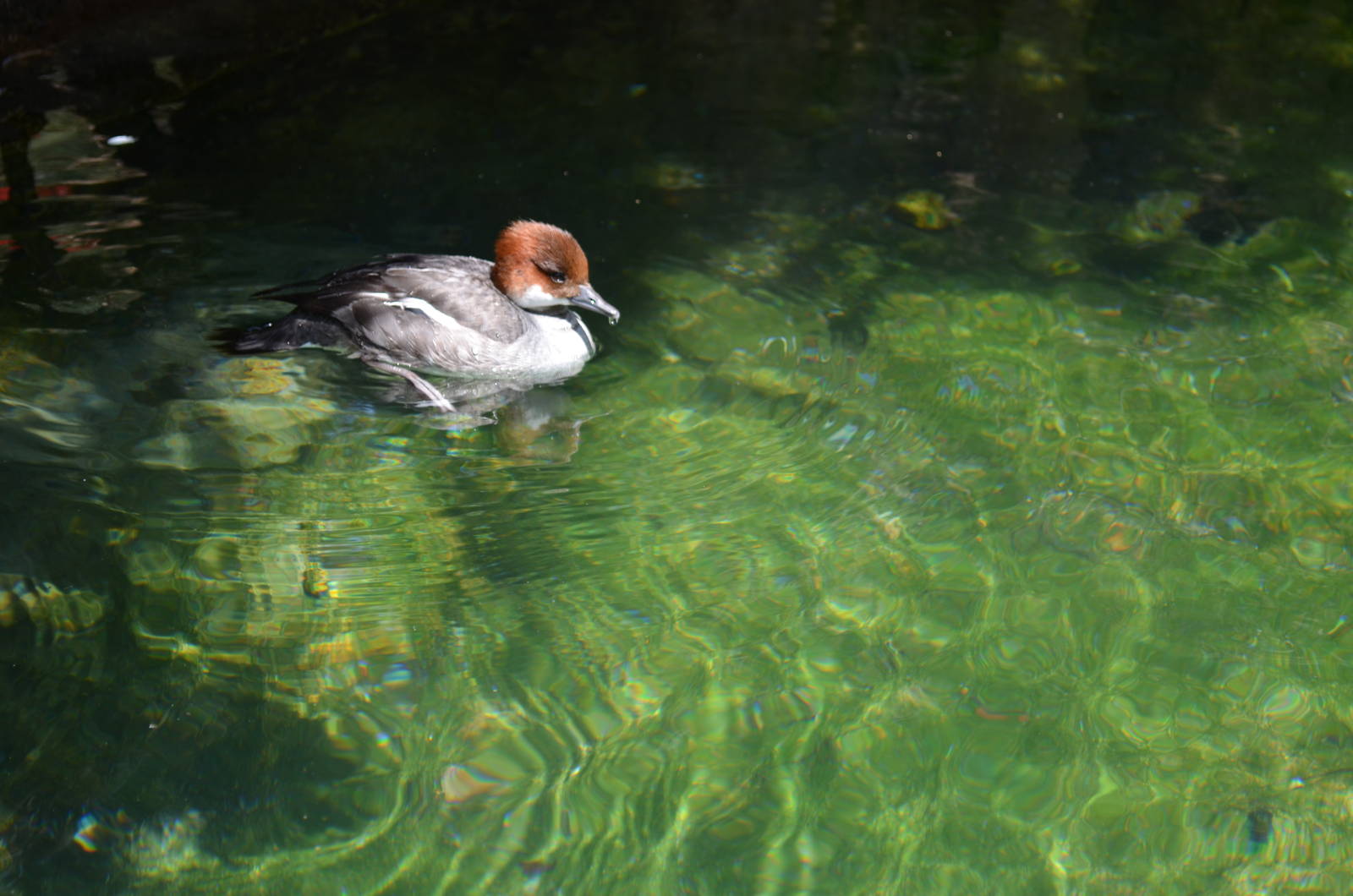Diving Duck Arctic Aviary - Northern Frontier