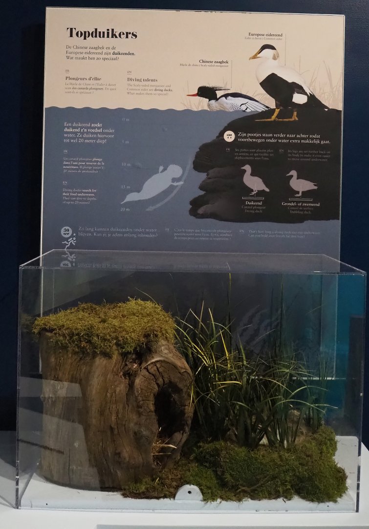 Diving duck signage and replicas of duck nests, 2024-02-17
