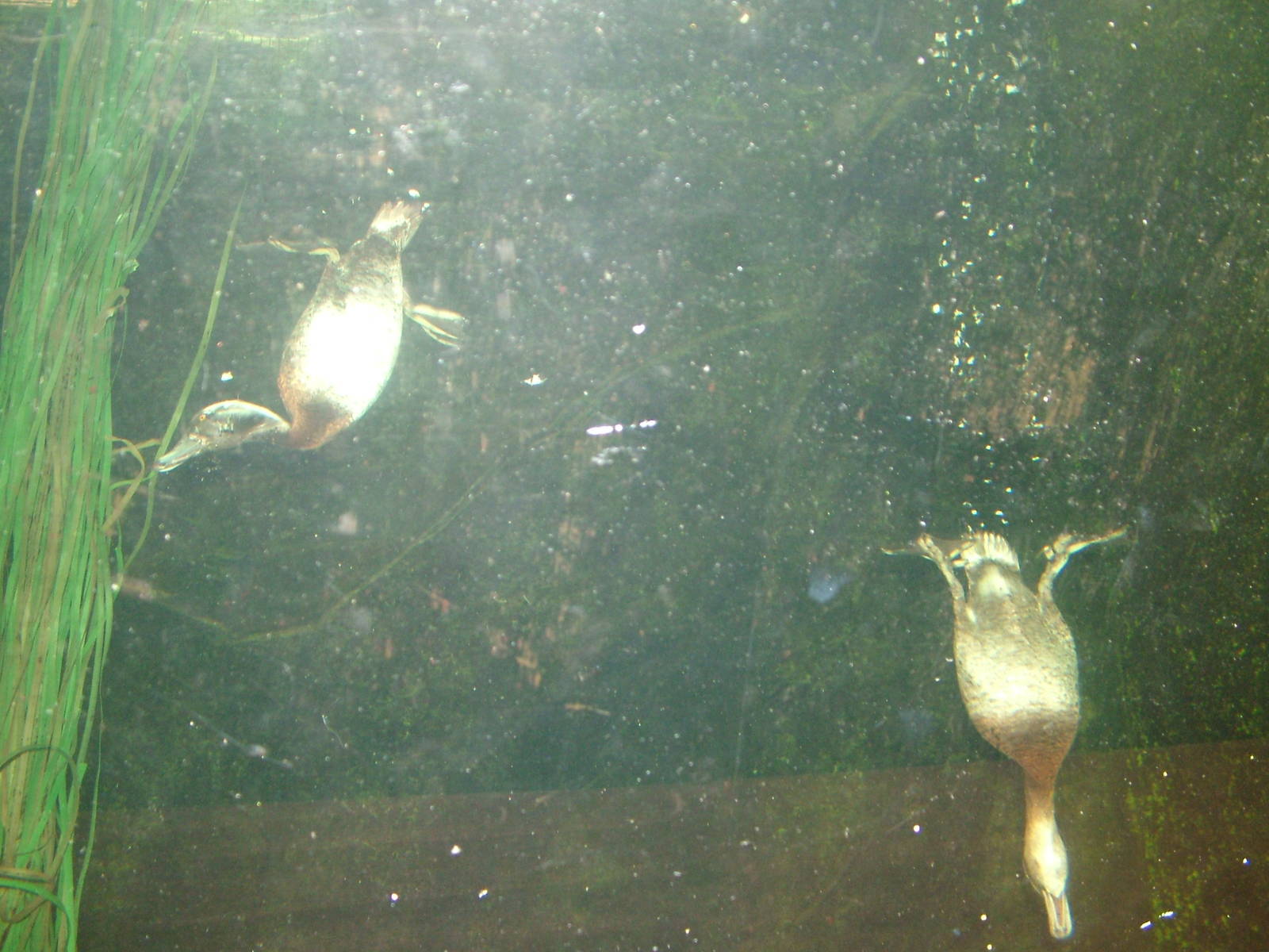 Diving ducks at Lakes Aquarium 2008