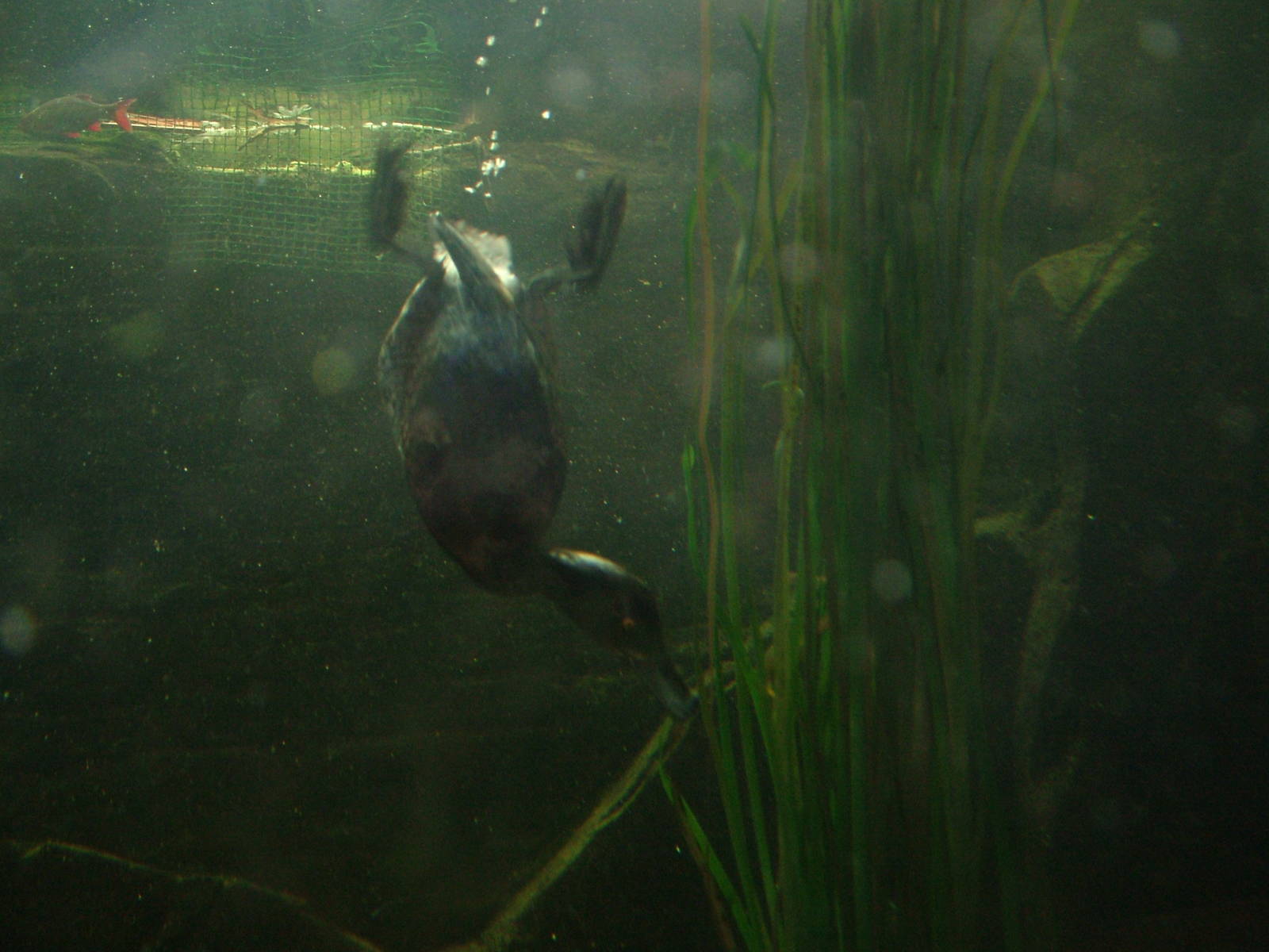 Diving ducks at Lakes Aquarium 2008