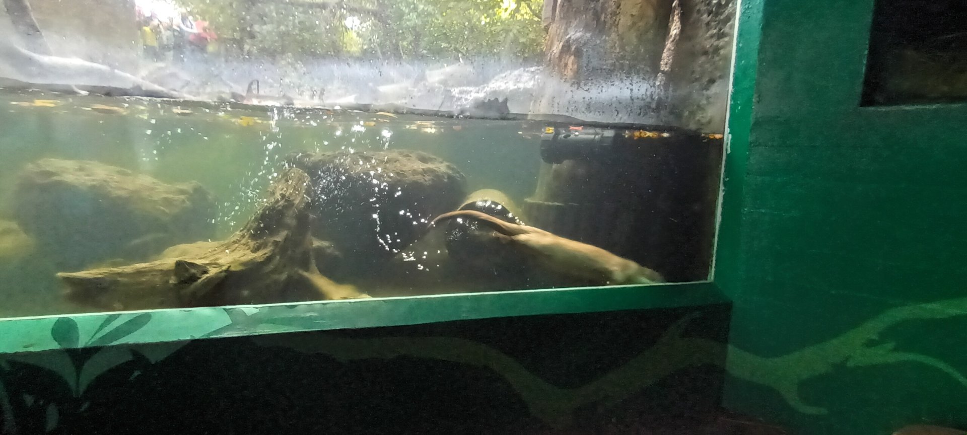 Diving Eurasian river Otter