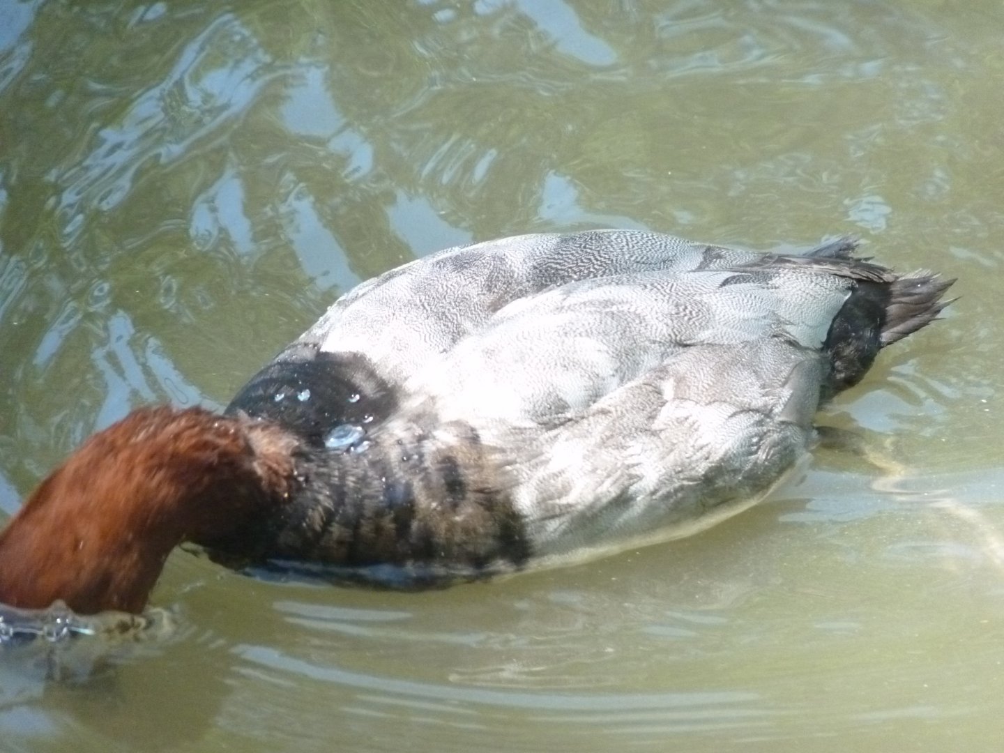 Diving European (common) Pochard, male