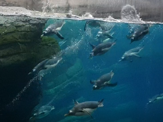 Diving Gentoo penguins