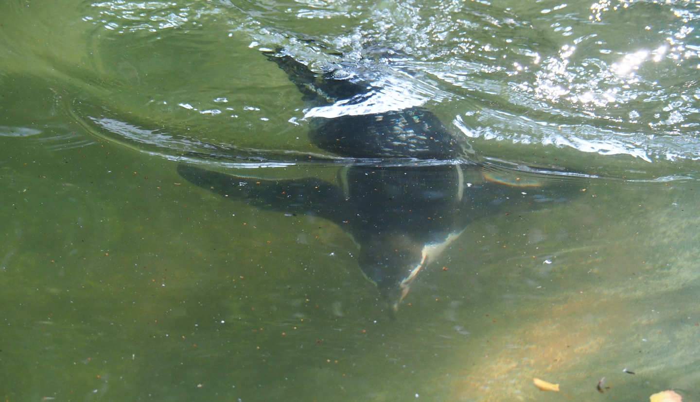 Diving Humboldt penguin (Spheniscus humboldti), Sep 2nd, 2018