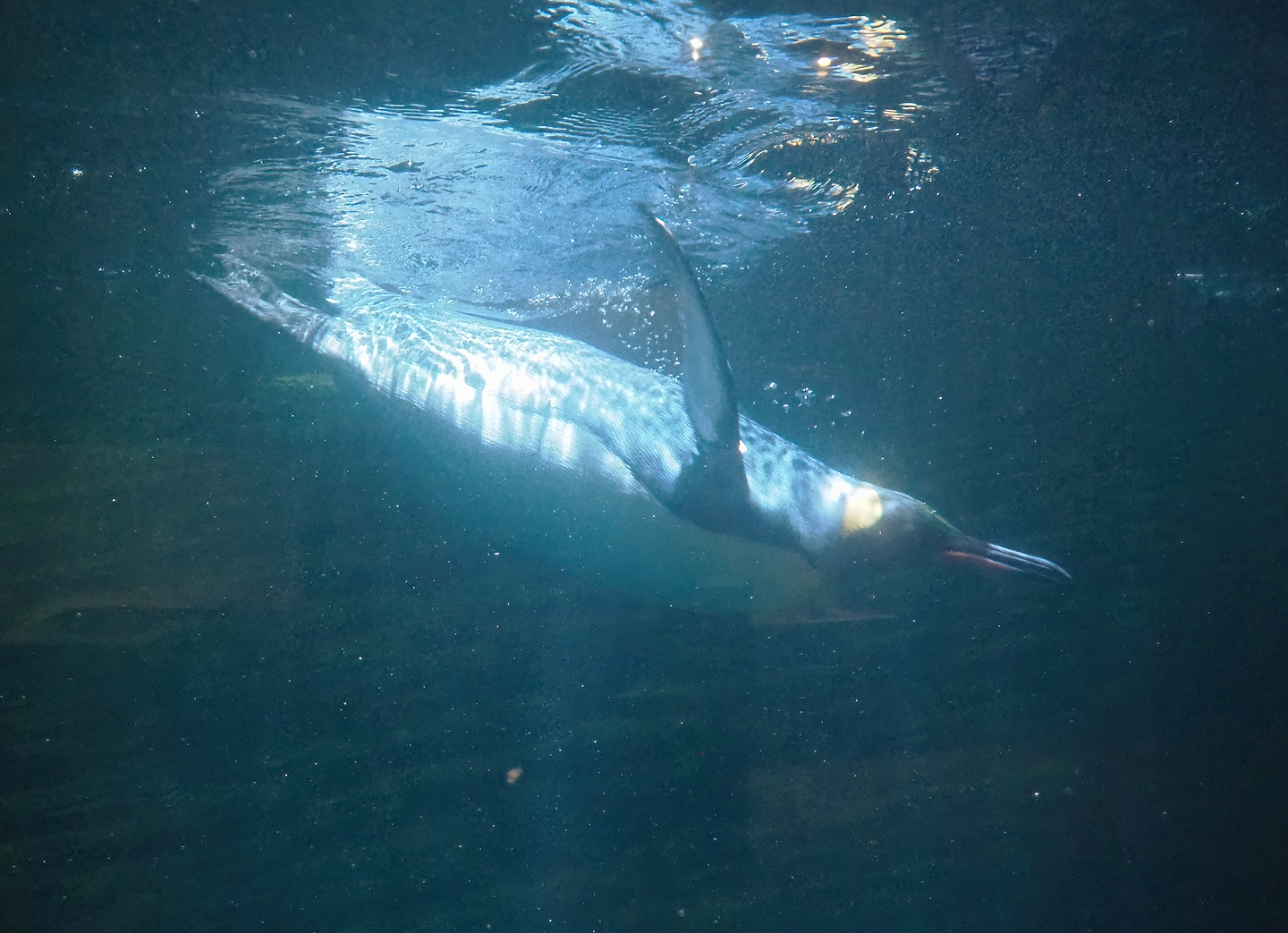 Diving King penguin (Aptenodytes patagonicus) underwater, 2022-08-16