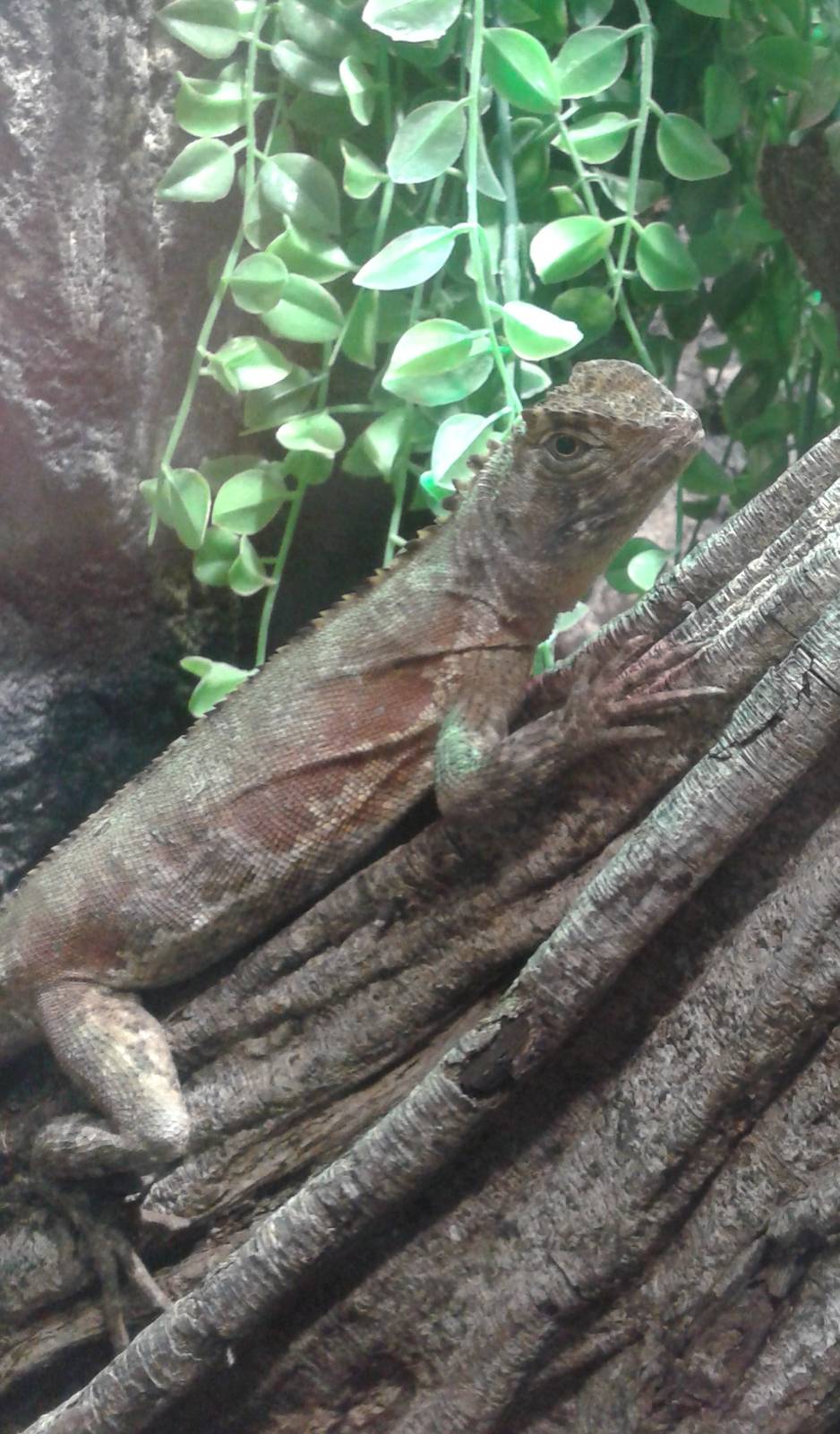 Diving lizard, also Mophead or Brown tree climber