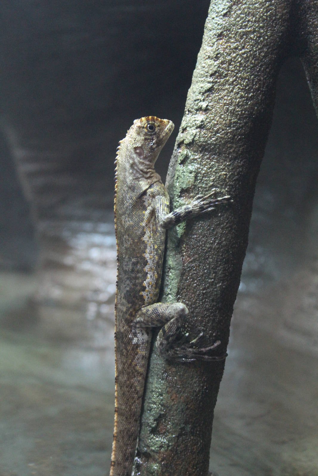 Diving Lizard - Nov 2014