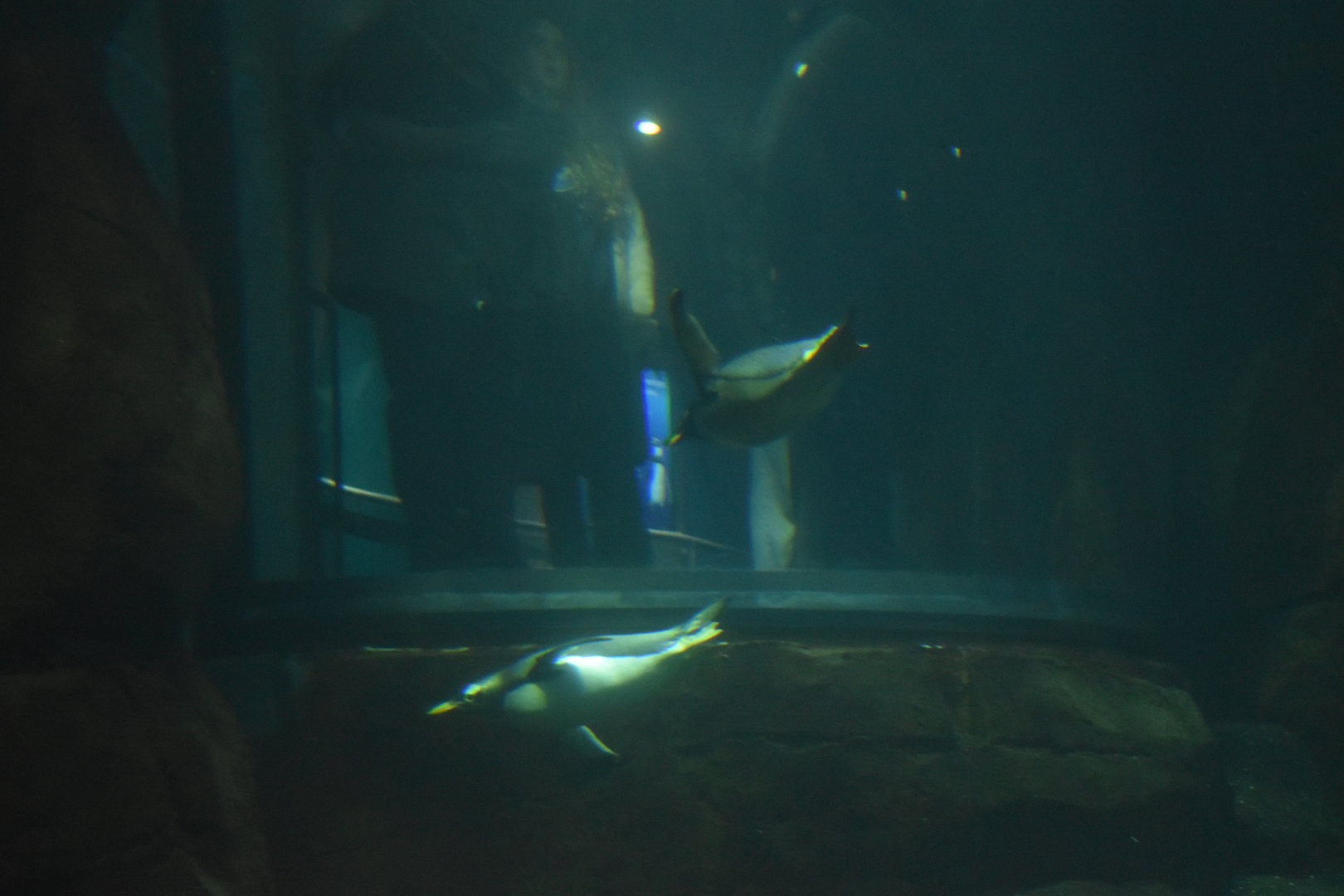 Diving penguins
