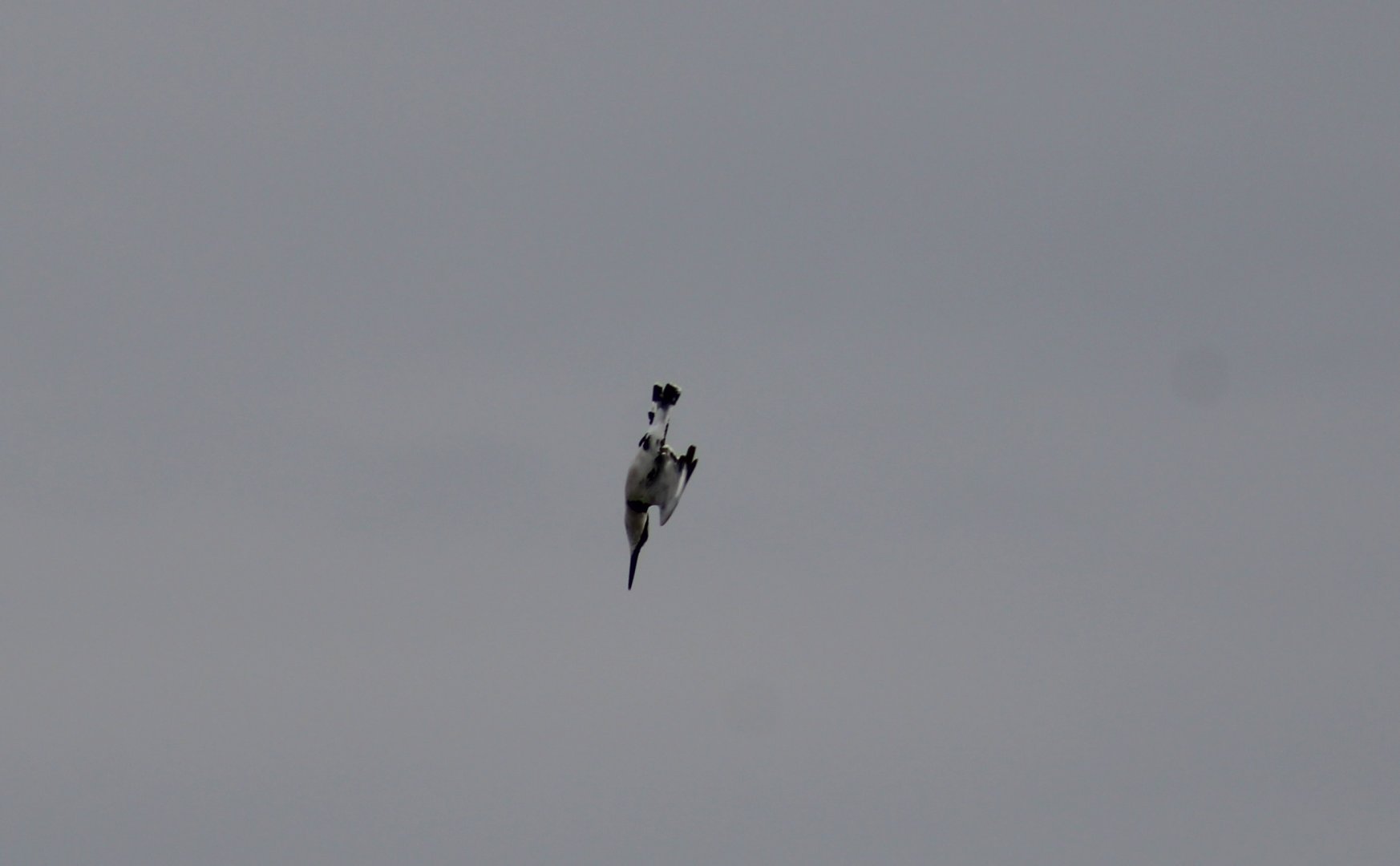 Diving Pied kingfisher