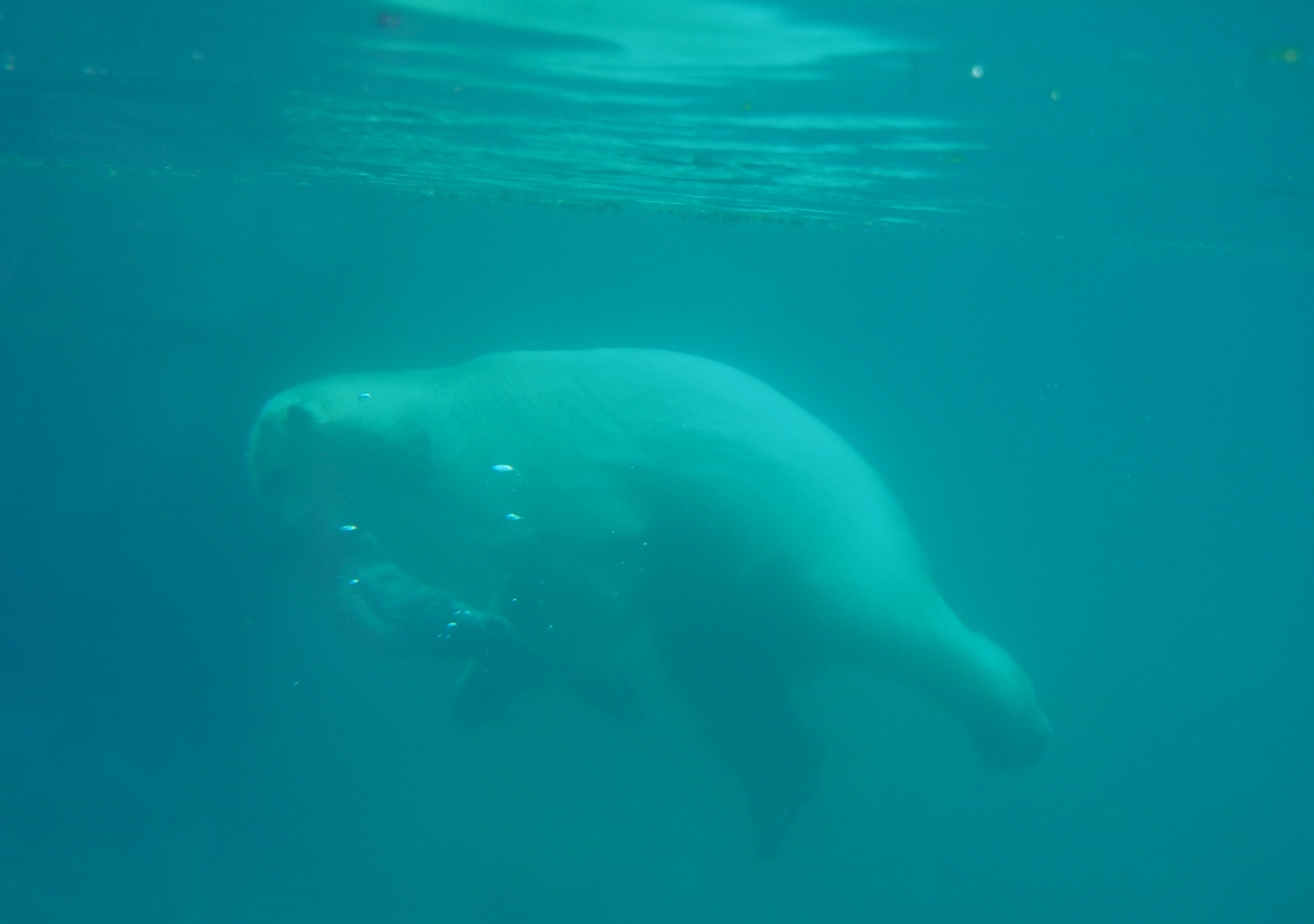 Diving polar bear (Ursus maritimus), Nov 10th, 2018