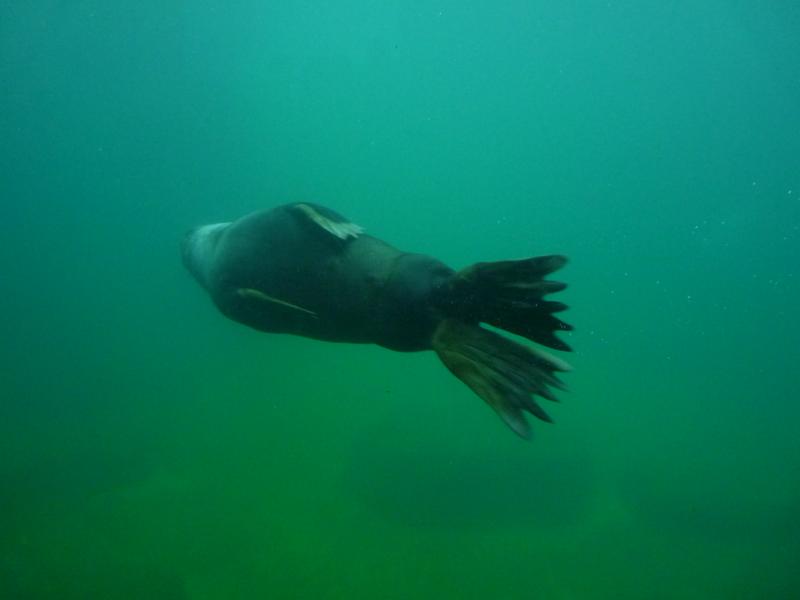Diving Seal
