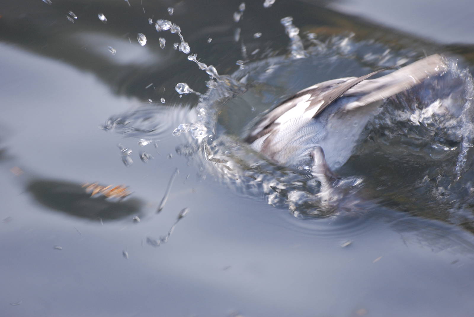 Diving Smew at London WWT (Barnes), 15/11/11