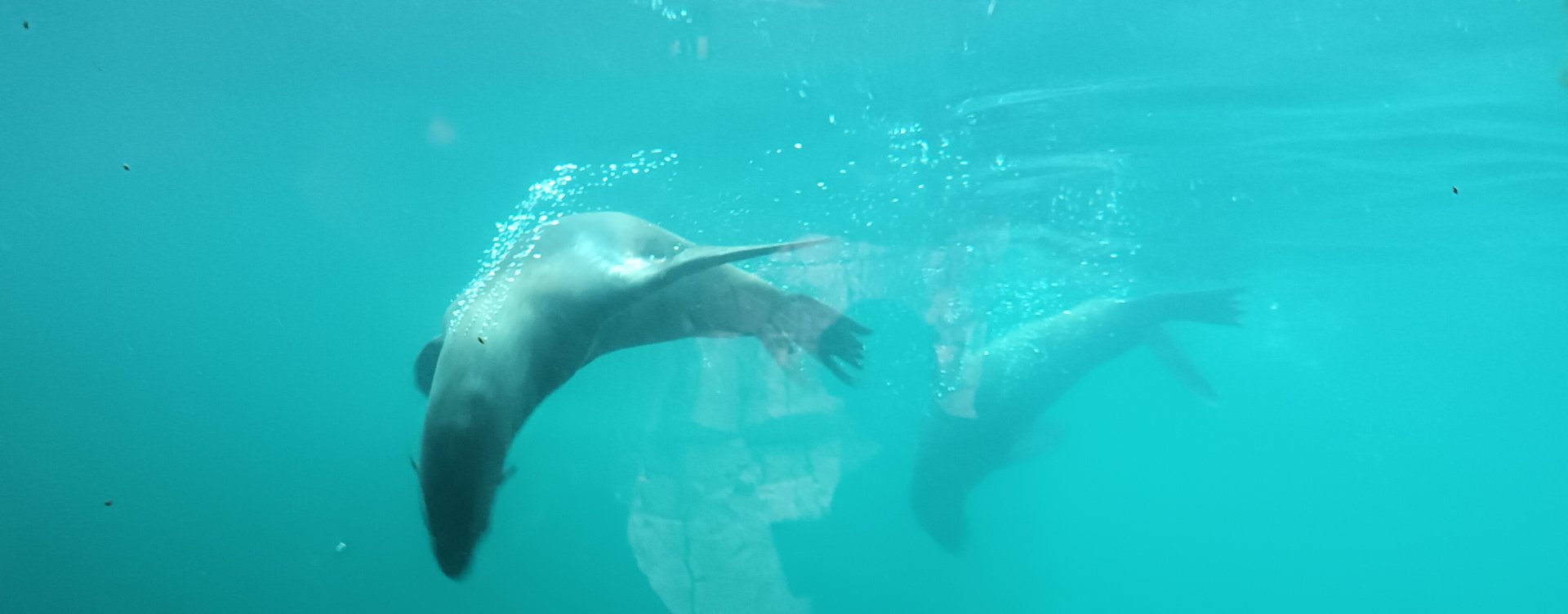 diving South african fur Seals