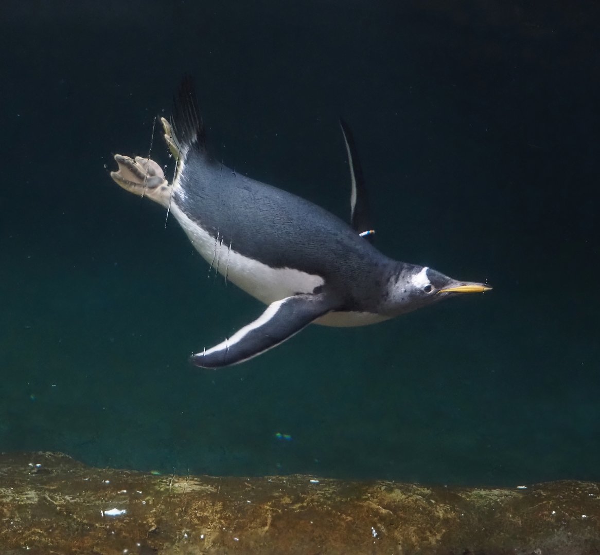 Diving Subantarctic gentoo penguin (Pygoscelis papua papua), 2024-09-17