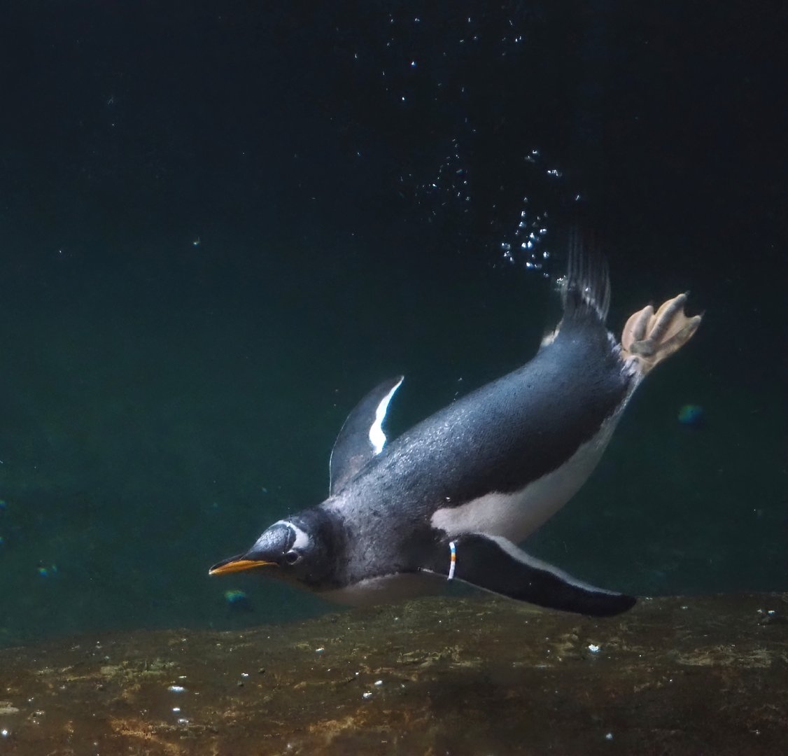 Diving Subantarctic gentoo penguin (Pygoscelis papua papua), 2024-09-17