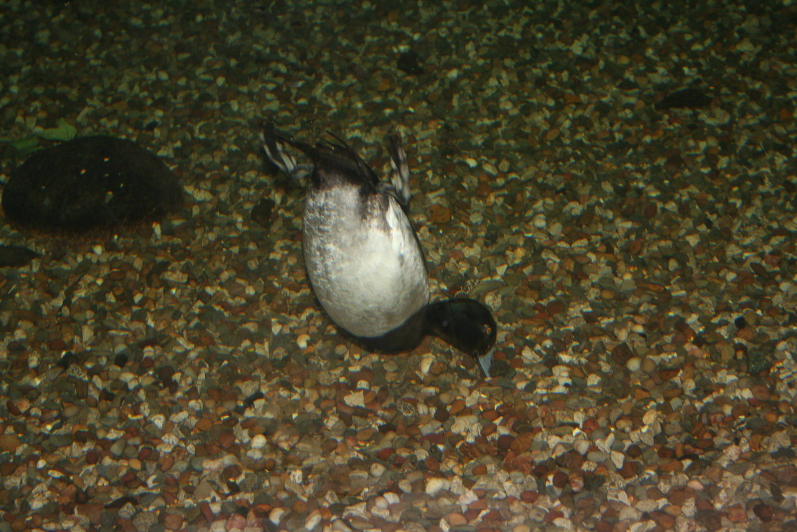 Diving tufted duck