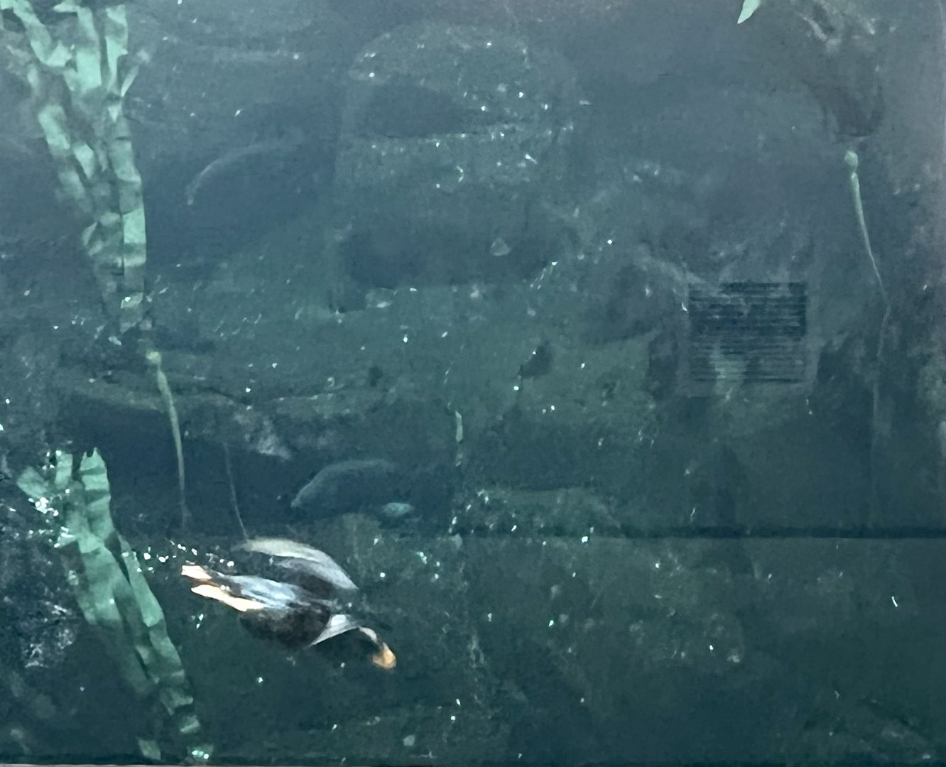 Diving Tufted Puffin