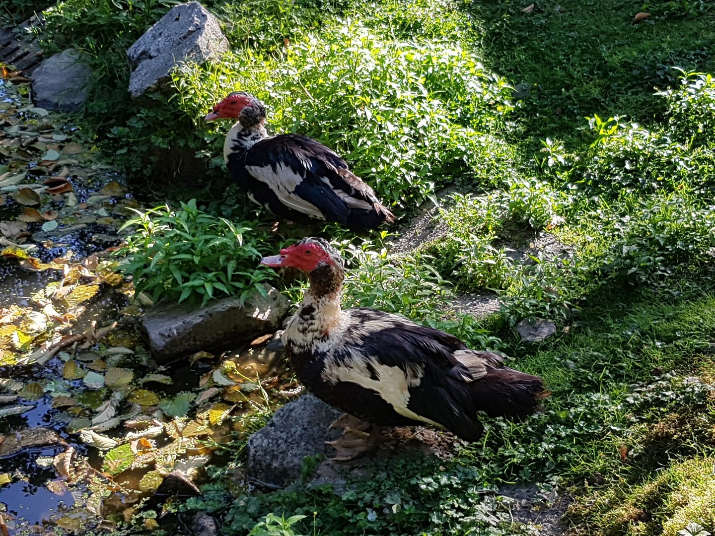Dixie & Dizzy - Muscovy Ducks