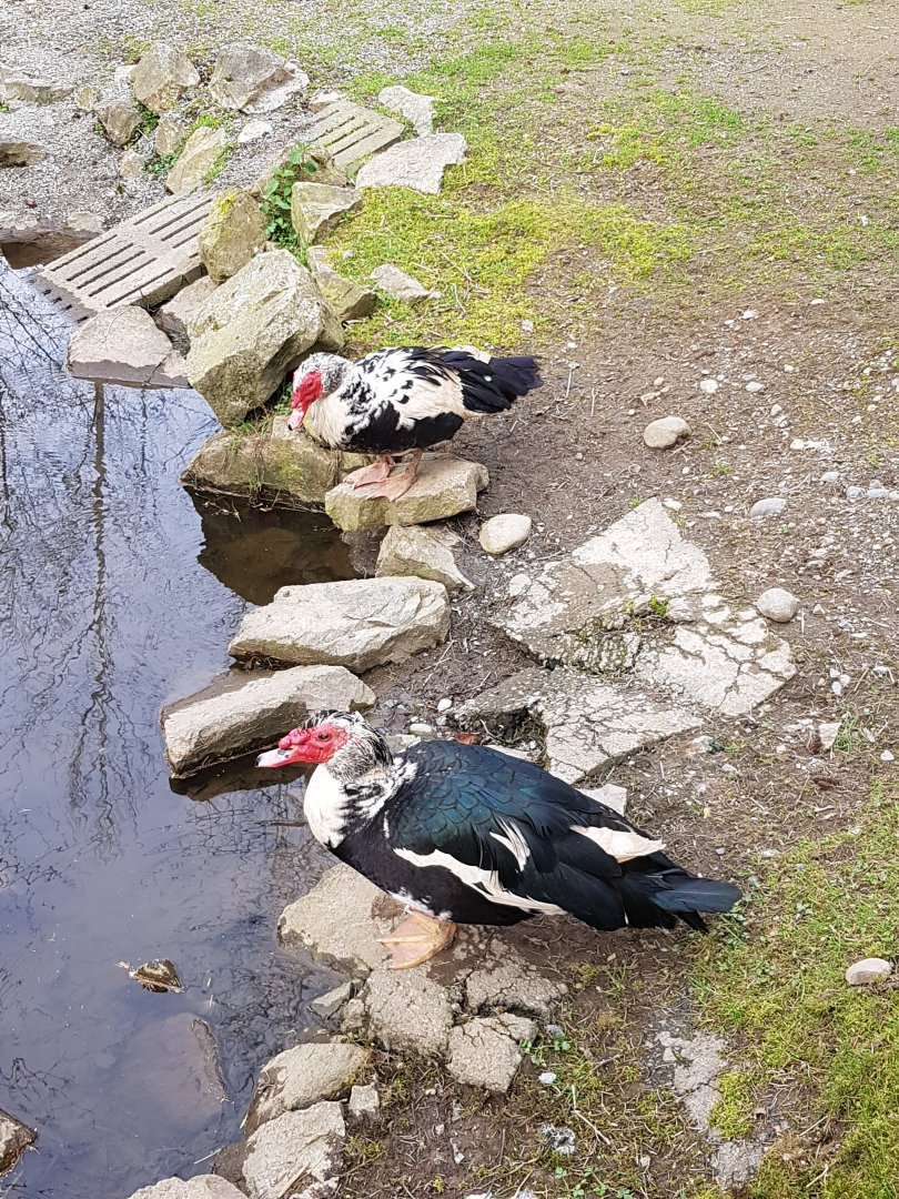 Dizzy & Dixie (Muscovy Ducks)