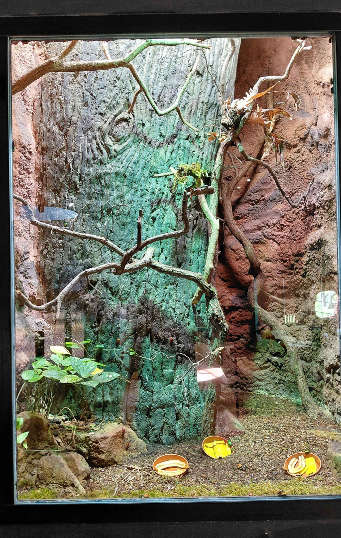 Dja - Beetle exhibit