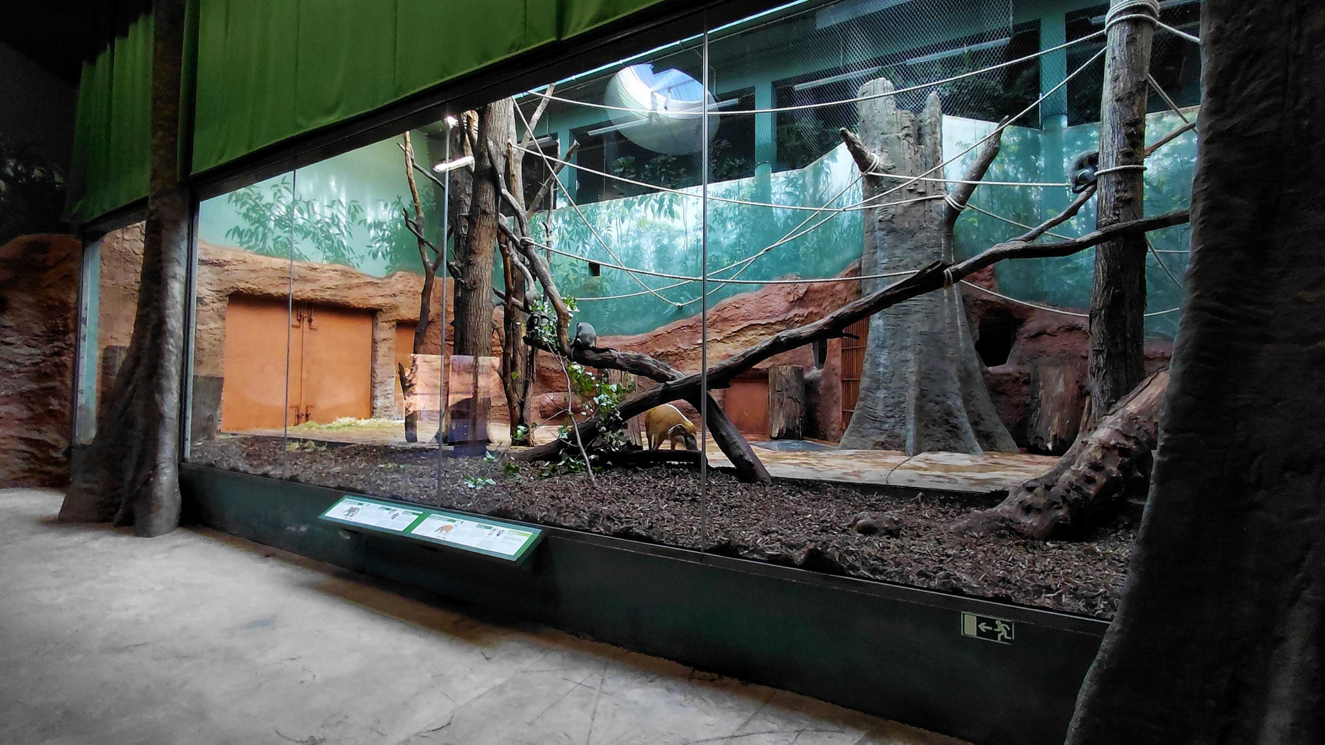 Dja - De Brazza's monkey + hog indoor exhibit