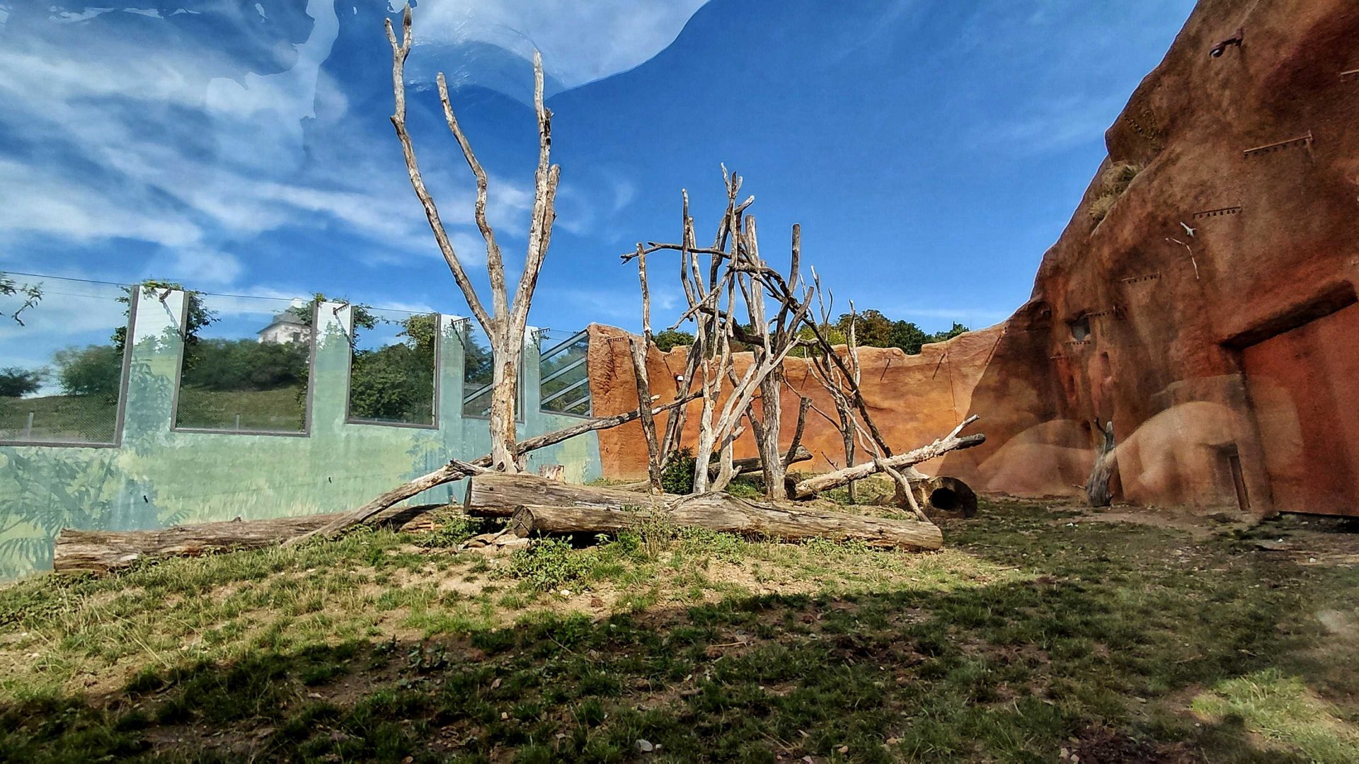 Dja - De Brazza's monkey + hog outdoor exhibit