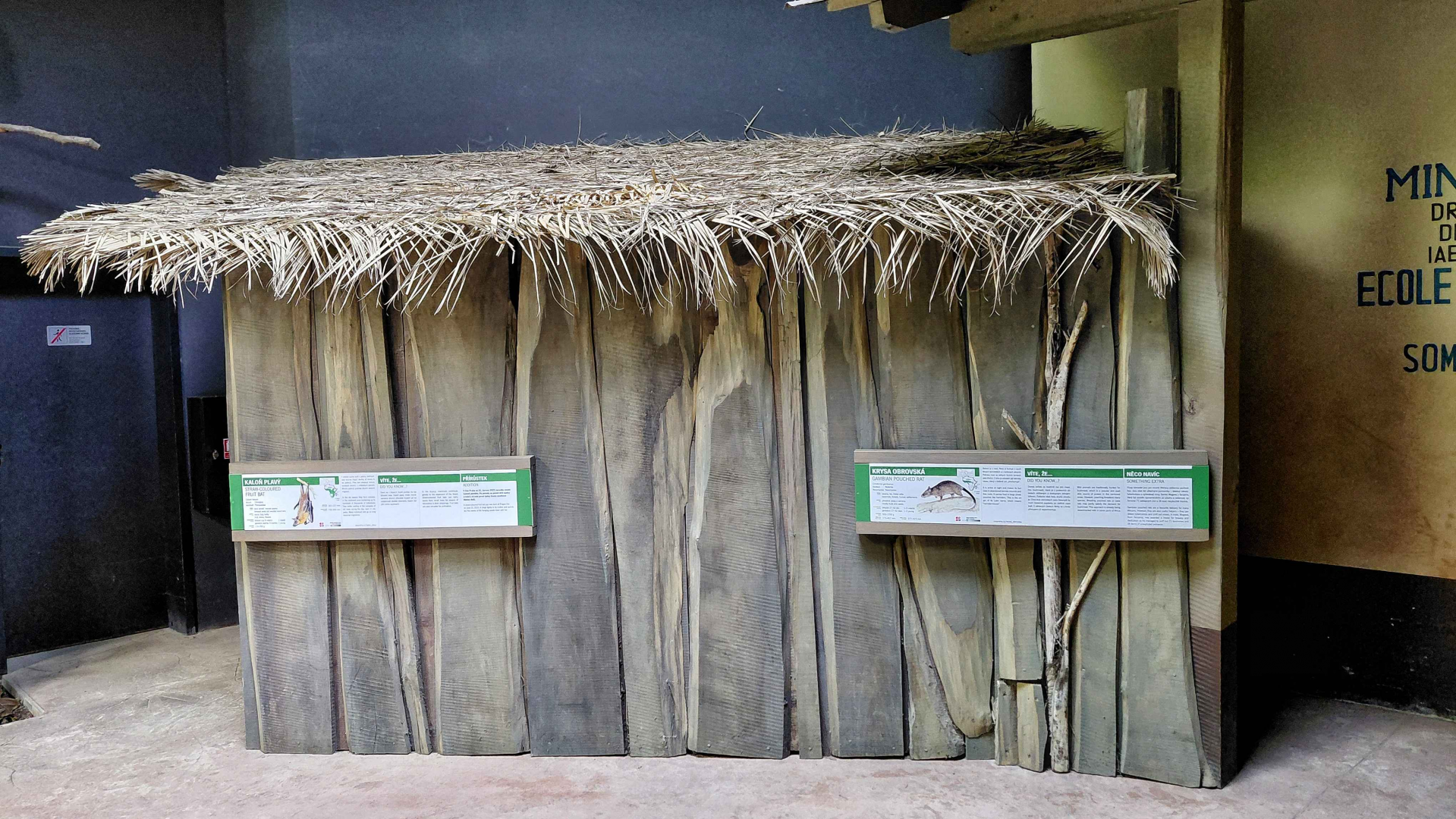 Dja - Fruit bat + pouched rat exhibit