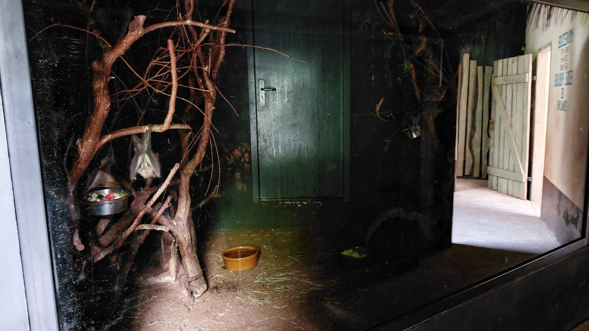 Dja - Fruit bat + pouched rat exhibit