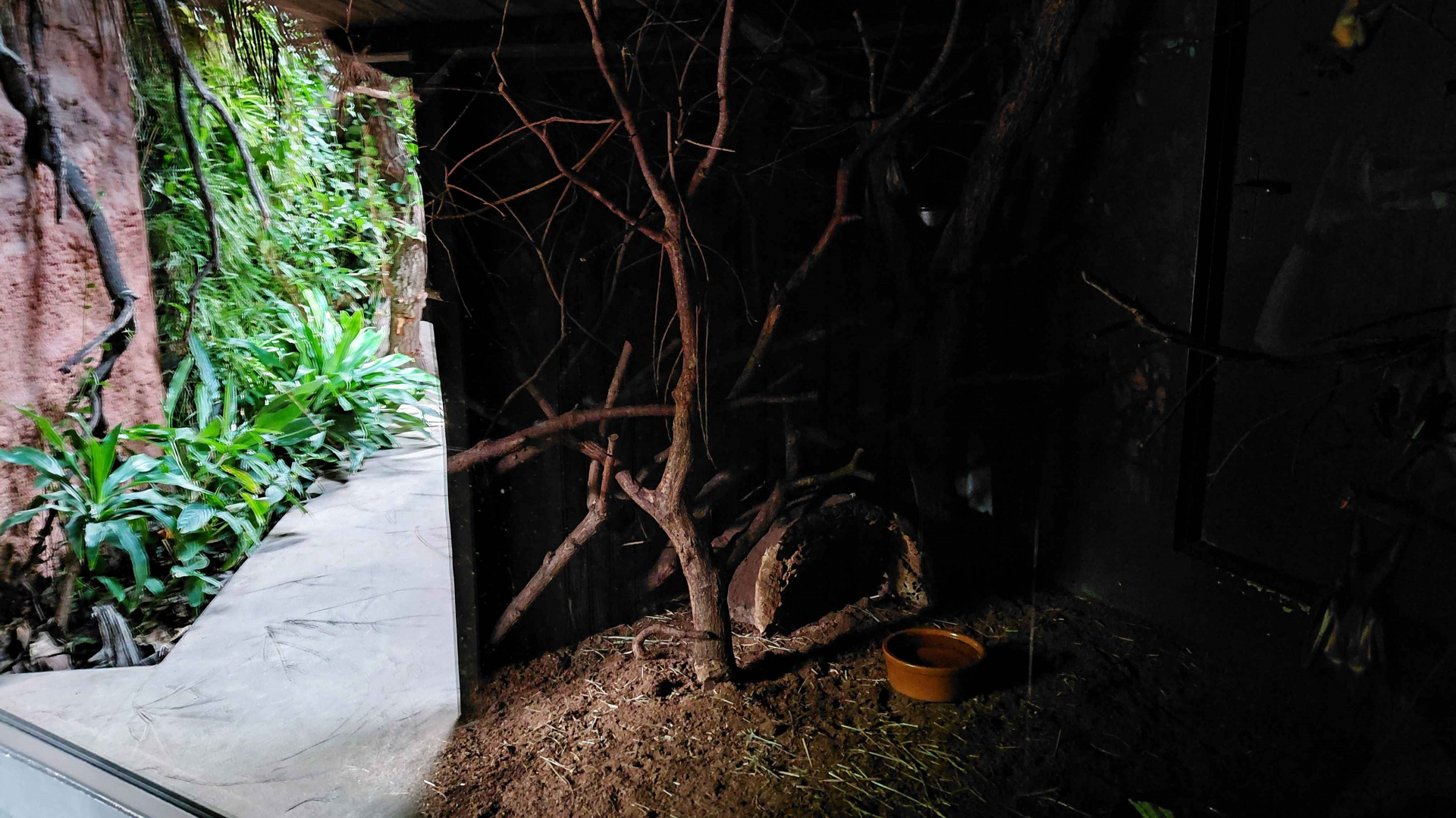 Dja - Fruit bat + pouched rat exhibit