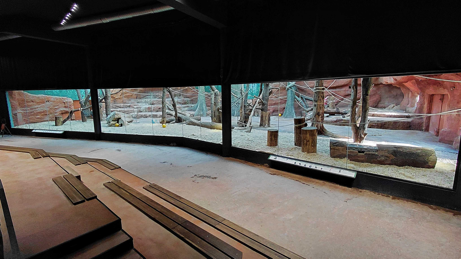 Dja - gorilla indoor exhibit