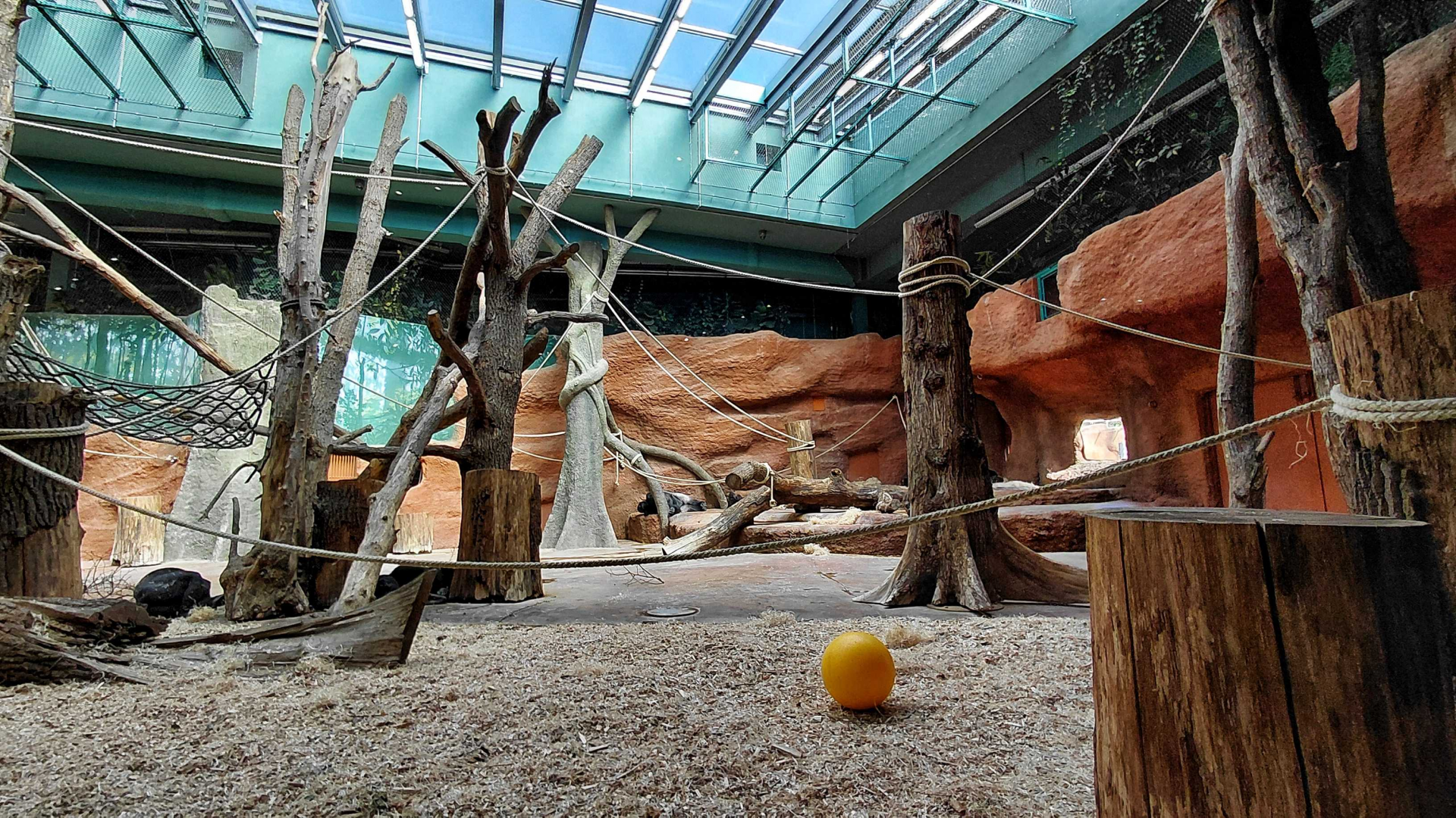 Dja - gorilla indoor exhibit