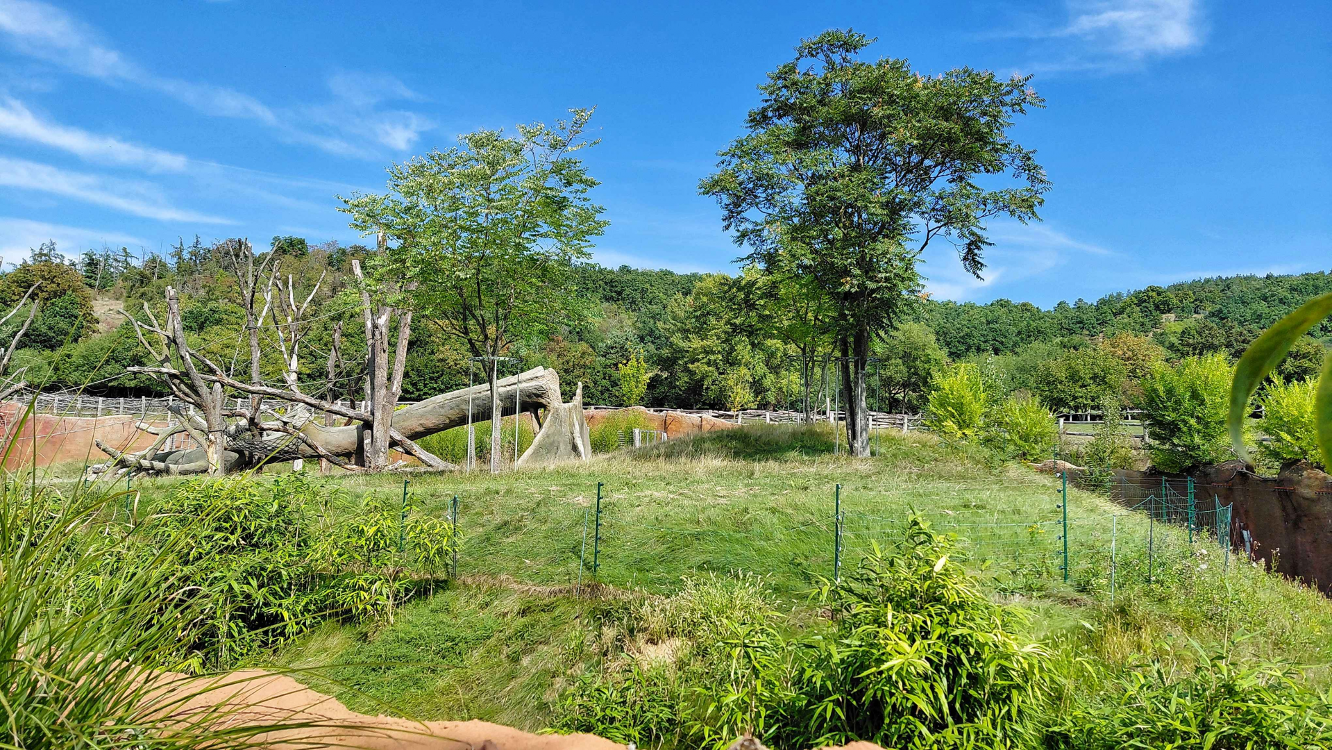 Dja - gorilla outdoor exhibit