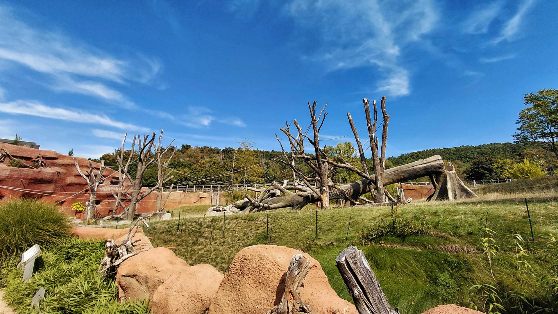 Dja - gorilla outdoor exhibit