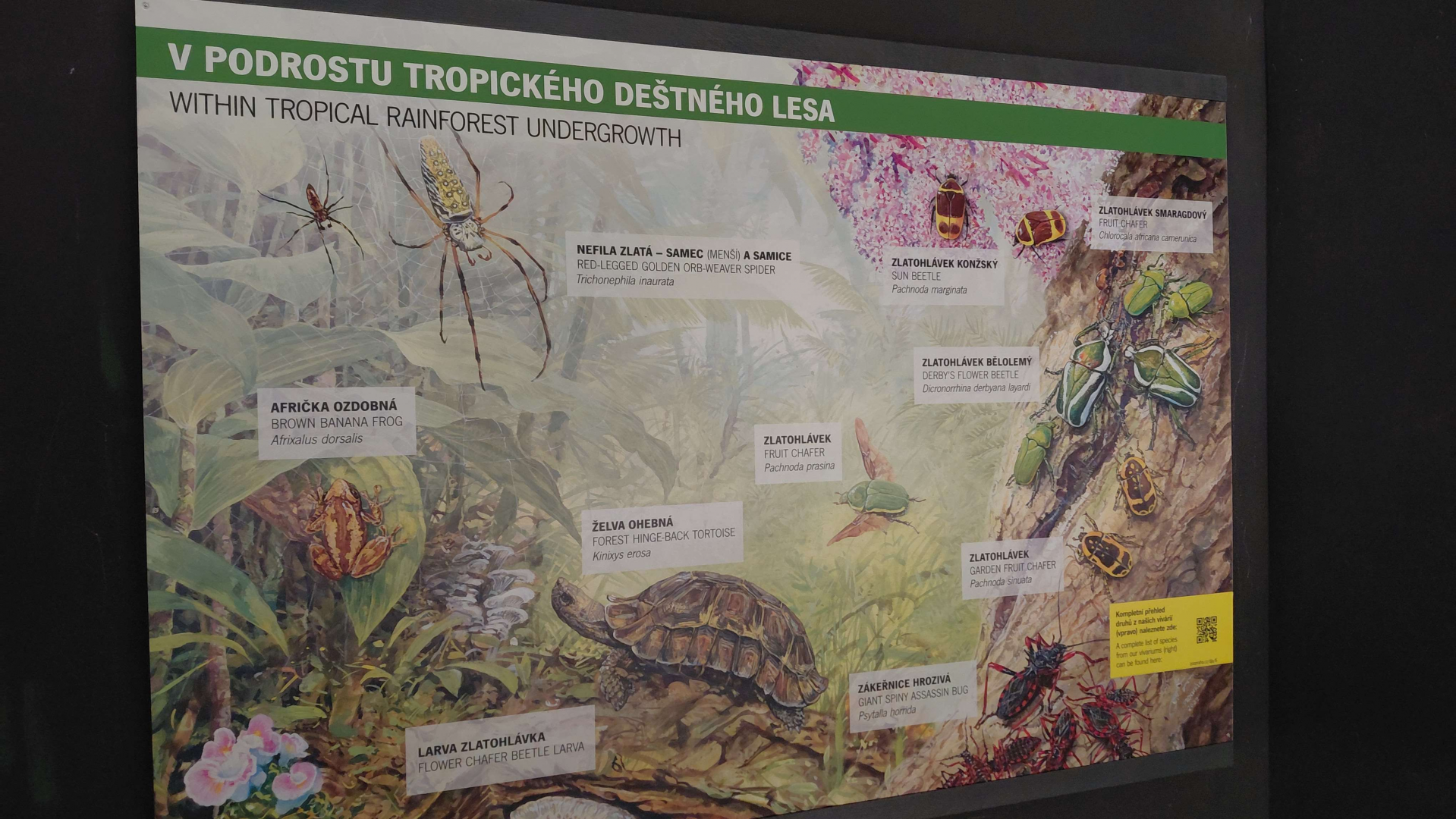 Dja - List of species (vivariums)