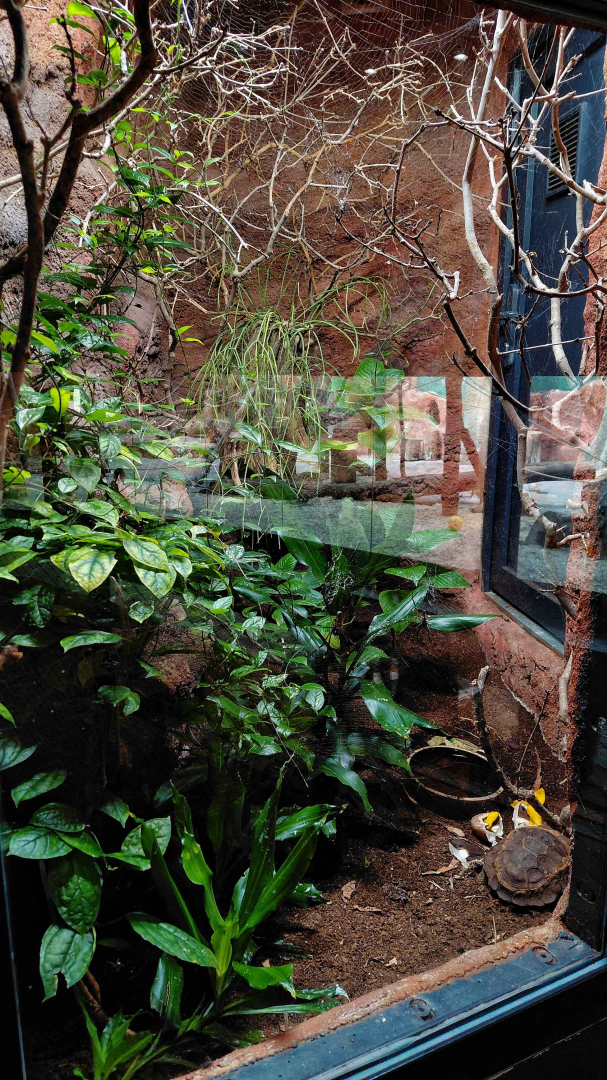 Dja - Orb-weaver spider exhibit