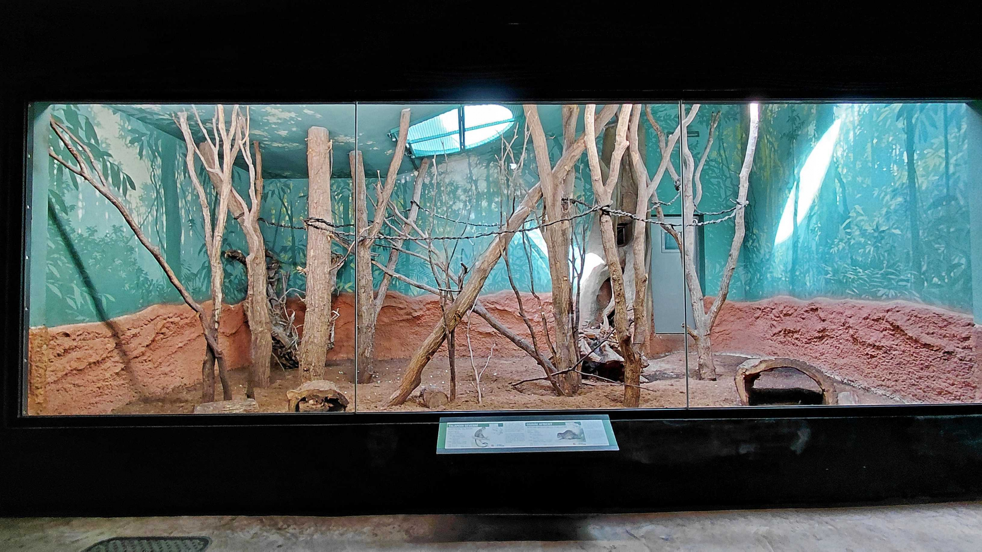 Dja - Talapoin + porcupine indoor exhibit