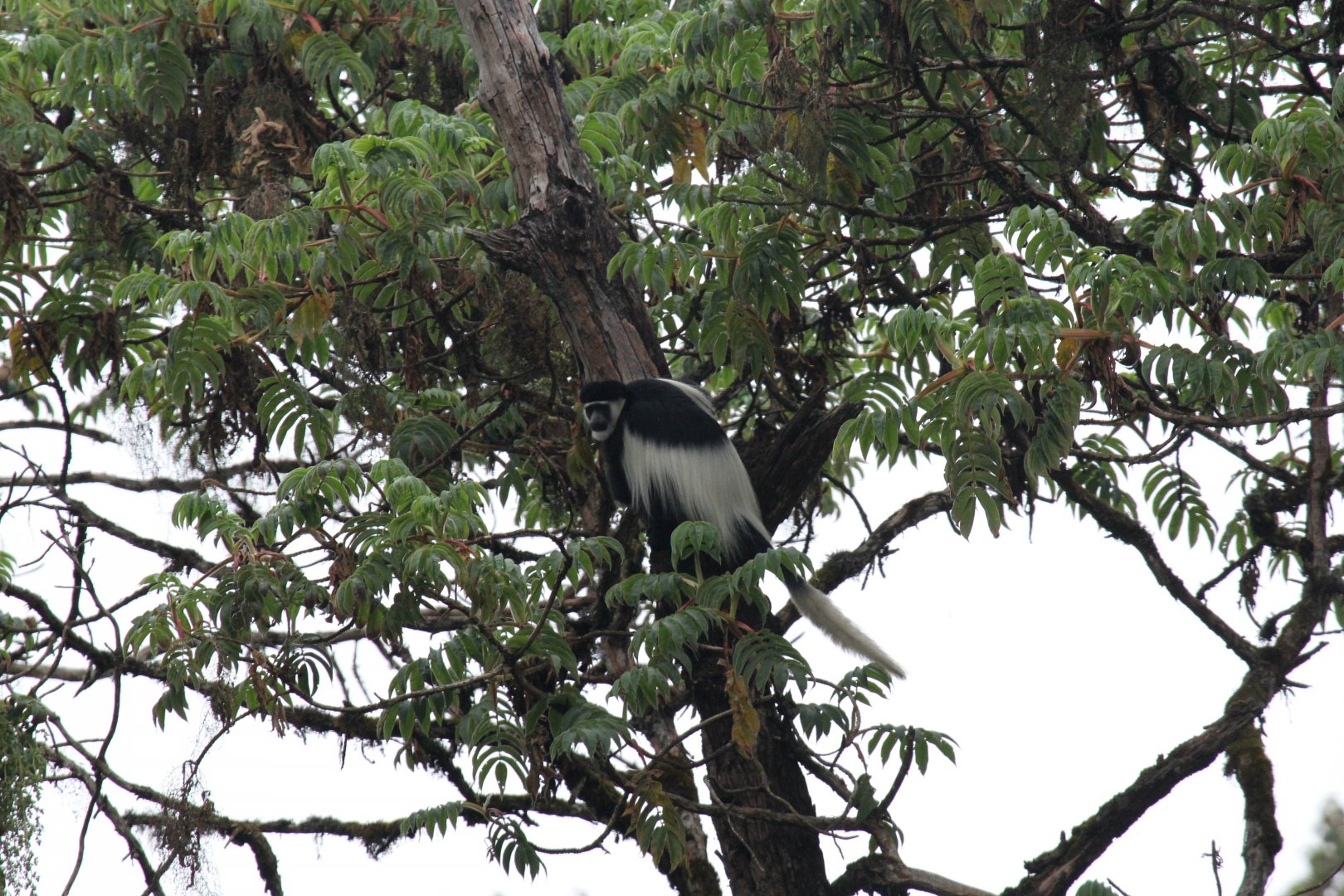 Djaffa Mountains Guereza (Colobus guereza gallarum)