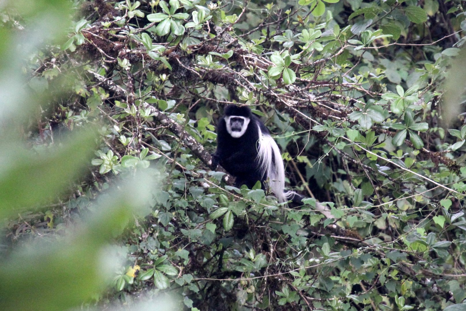 Djaffa Mountains Guereza (Colobus guereza gallarum)