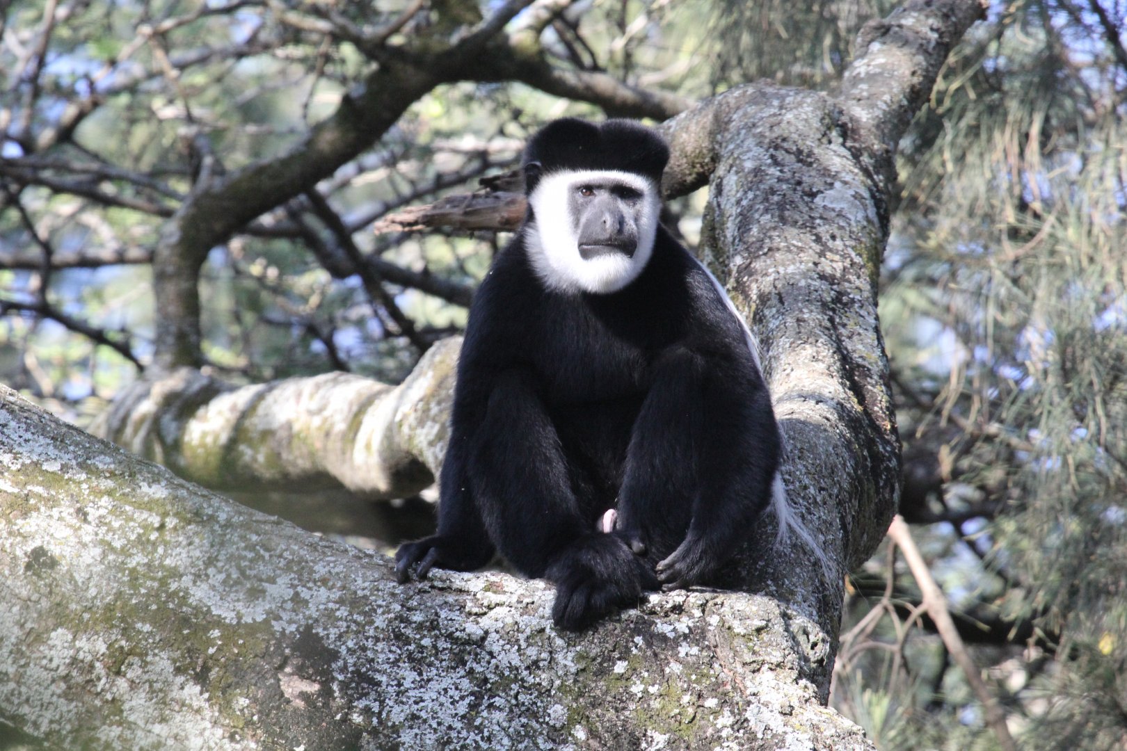 Djaffa Mountains Guereza (Colobus guereza gallarum)