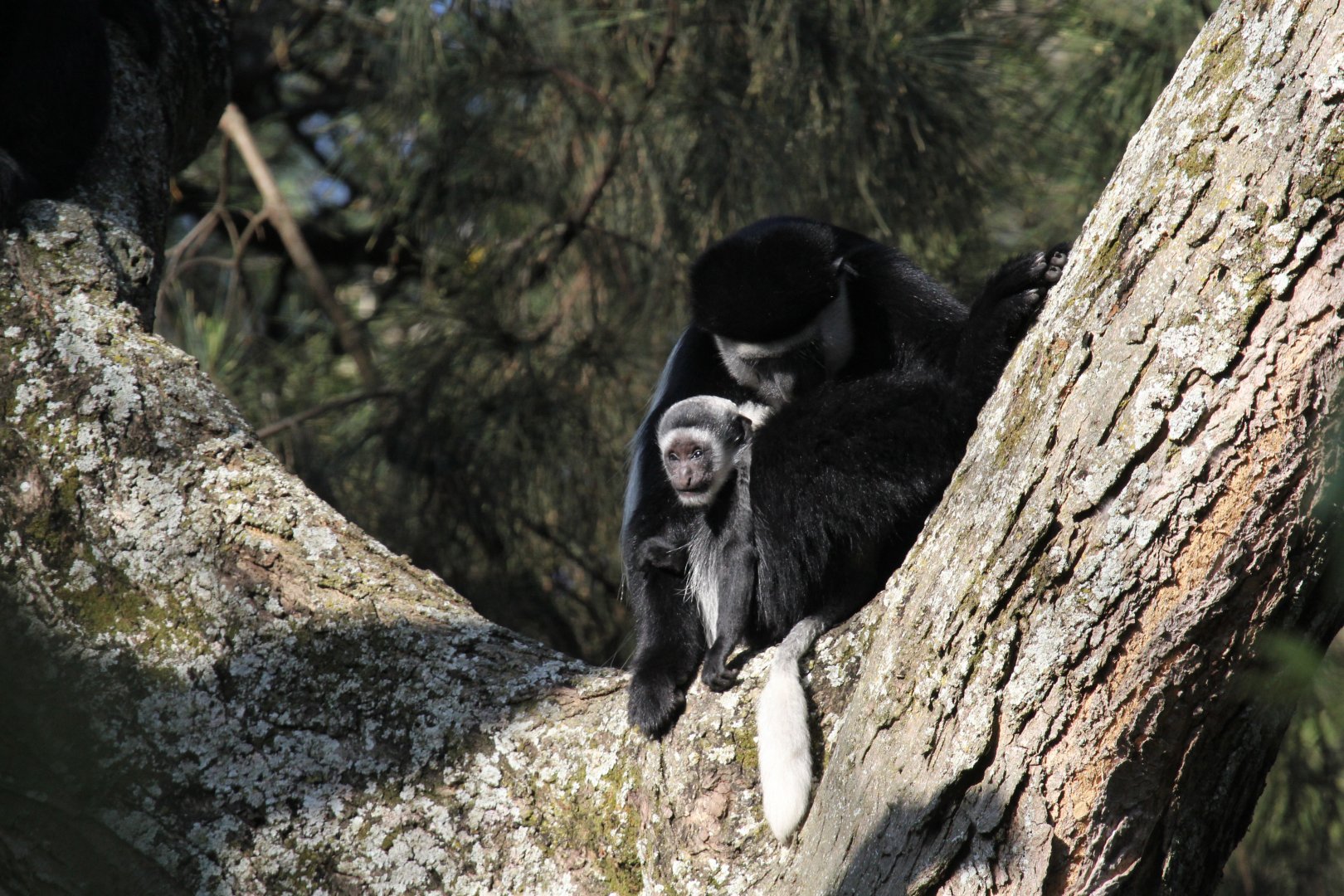 Djaffa Mountains Guereza (Colobus guereza gallarum)