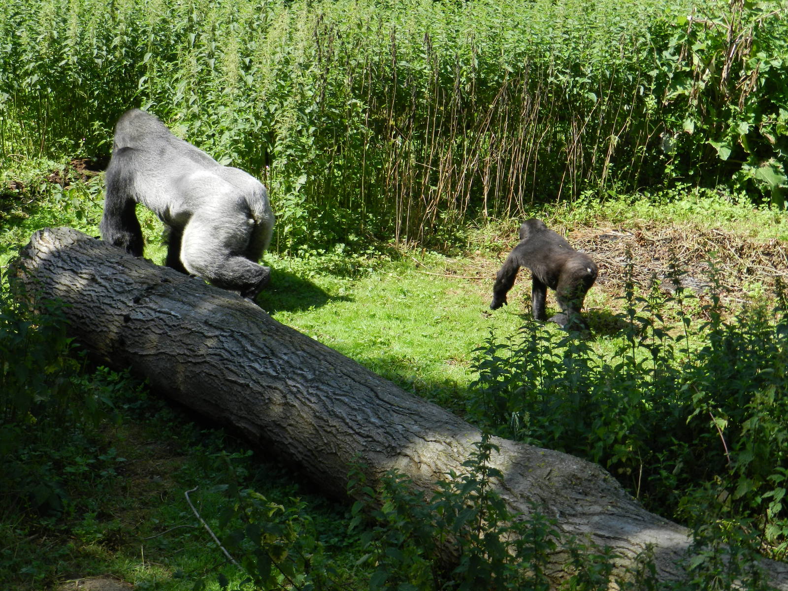 Djala and Louna the Gorillas