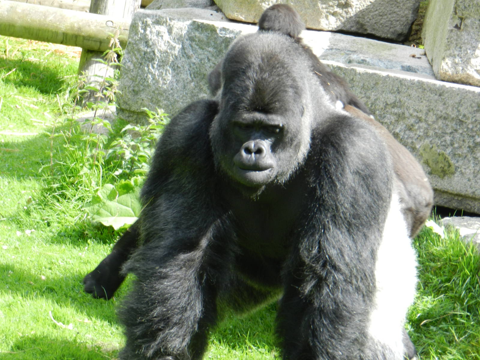 Djala the Gorilla