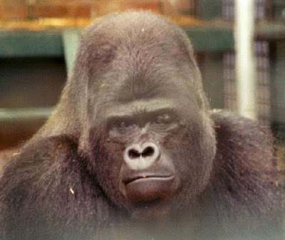 Djala the Gorilla