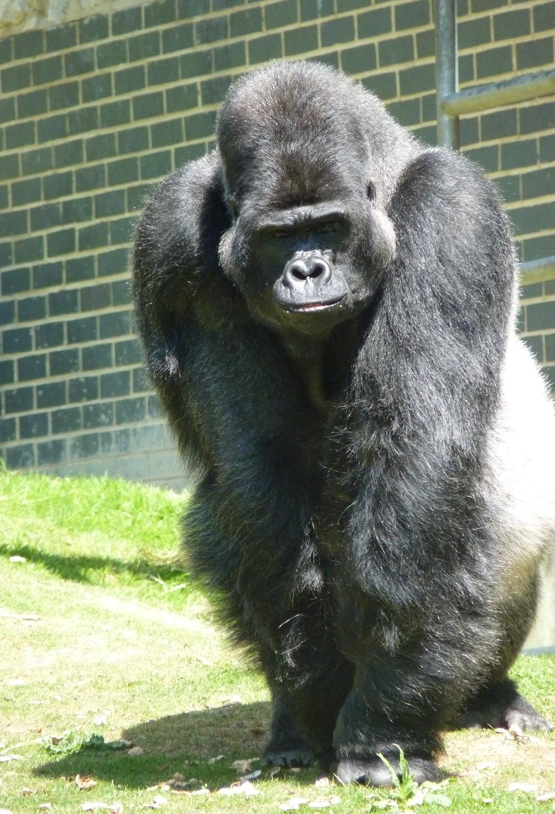 Djala the Silverback