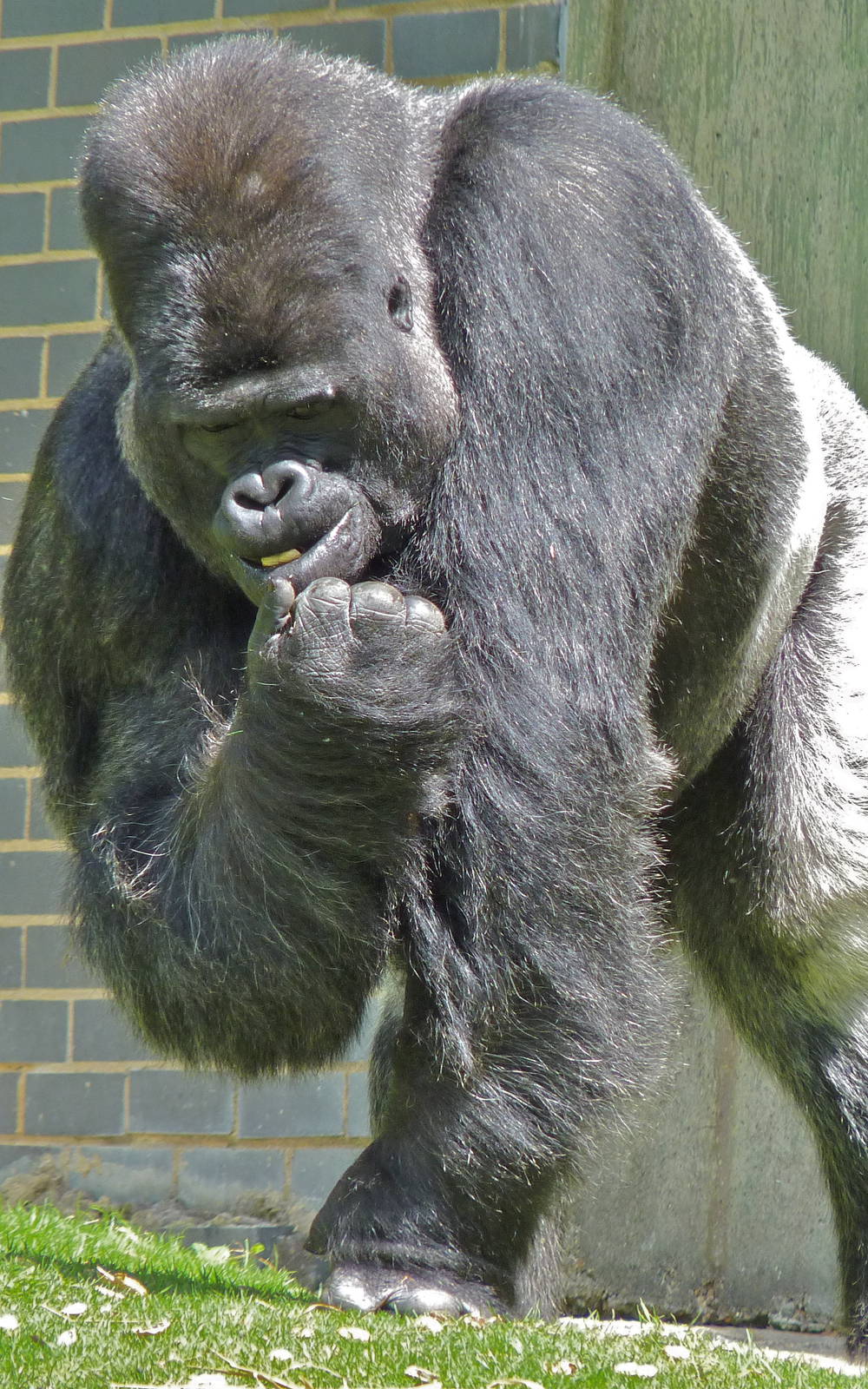 Djala the Silverback