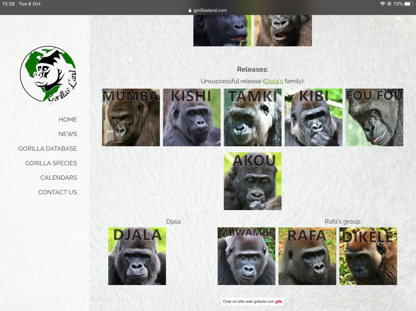 Djala’s  Gorilla family latest update 1