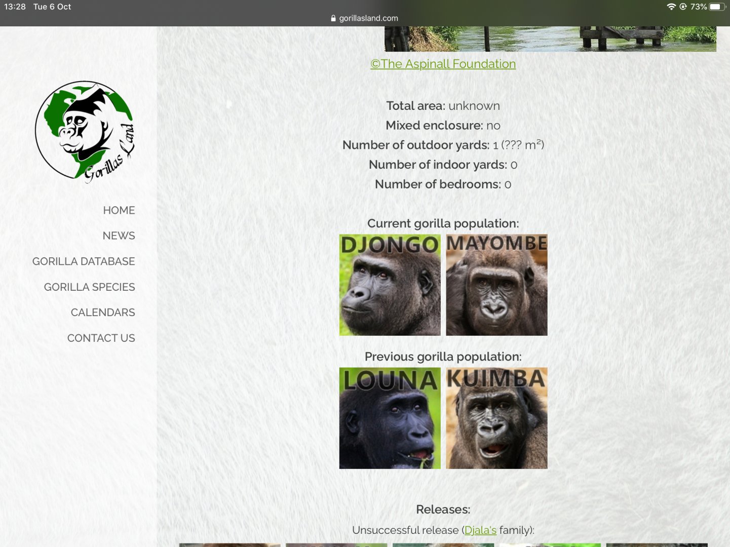 Djala’s Gorilla family update 2