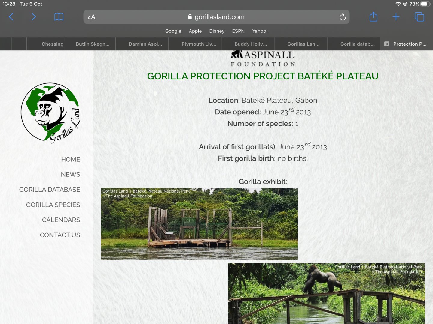 Djala’s Gorilla family update 3,The final in the series!