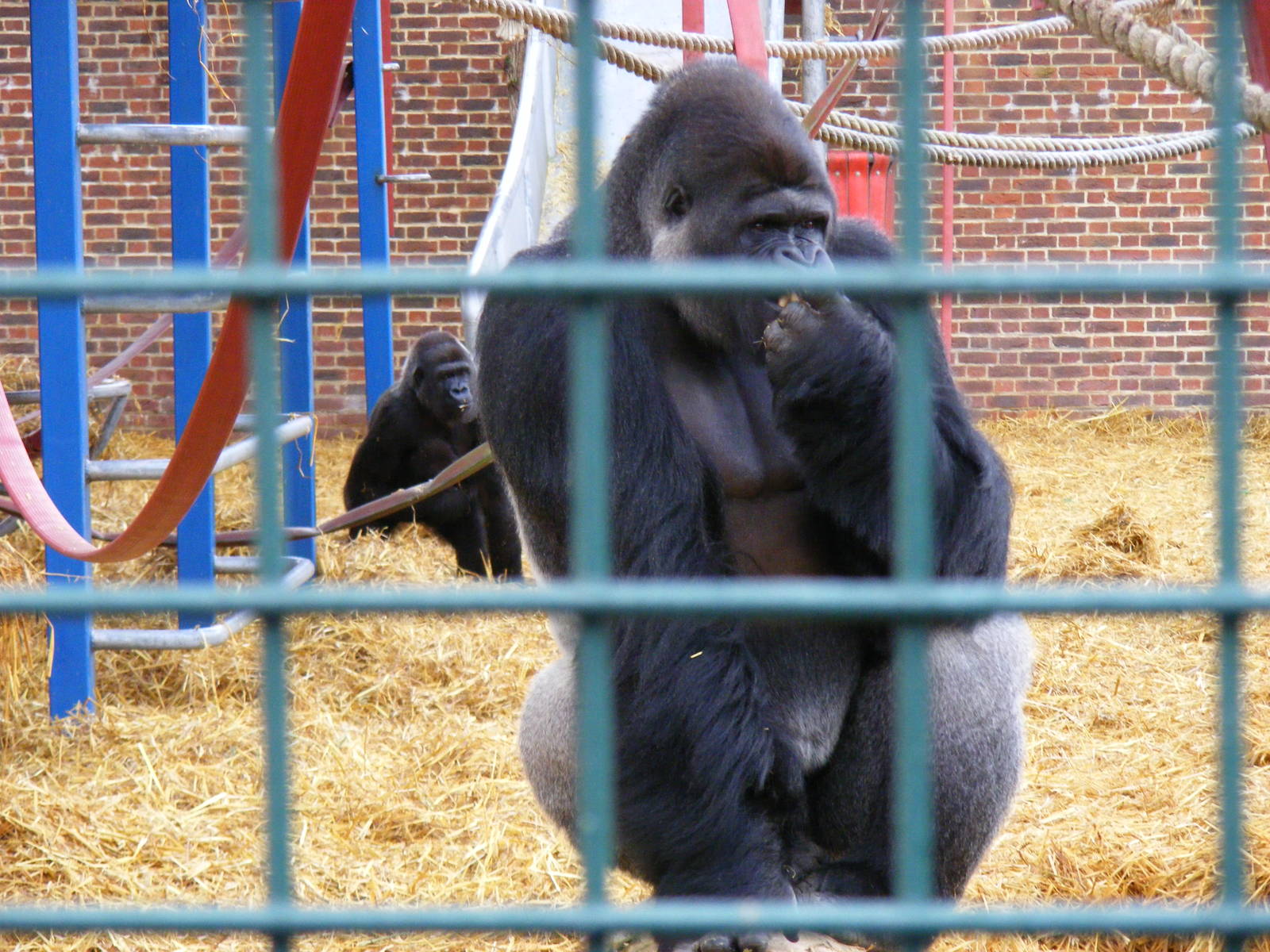Djanghou the gorilla at Howletts Wild Animal Park, 3 April 2010